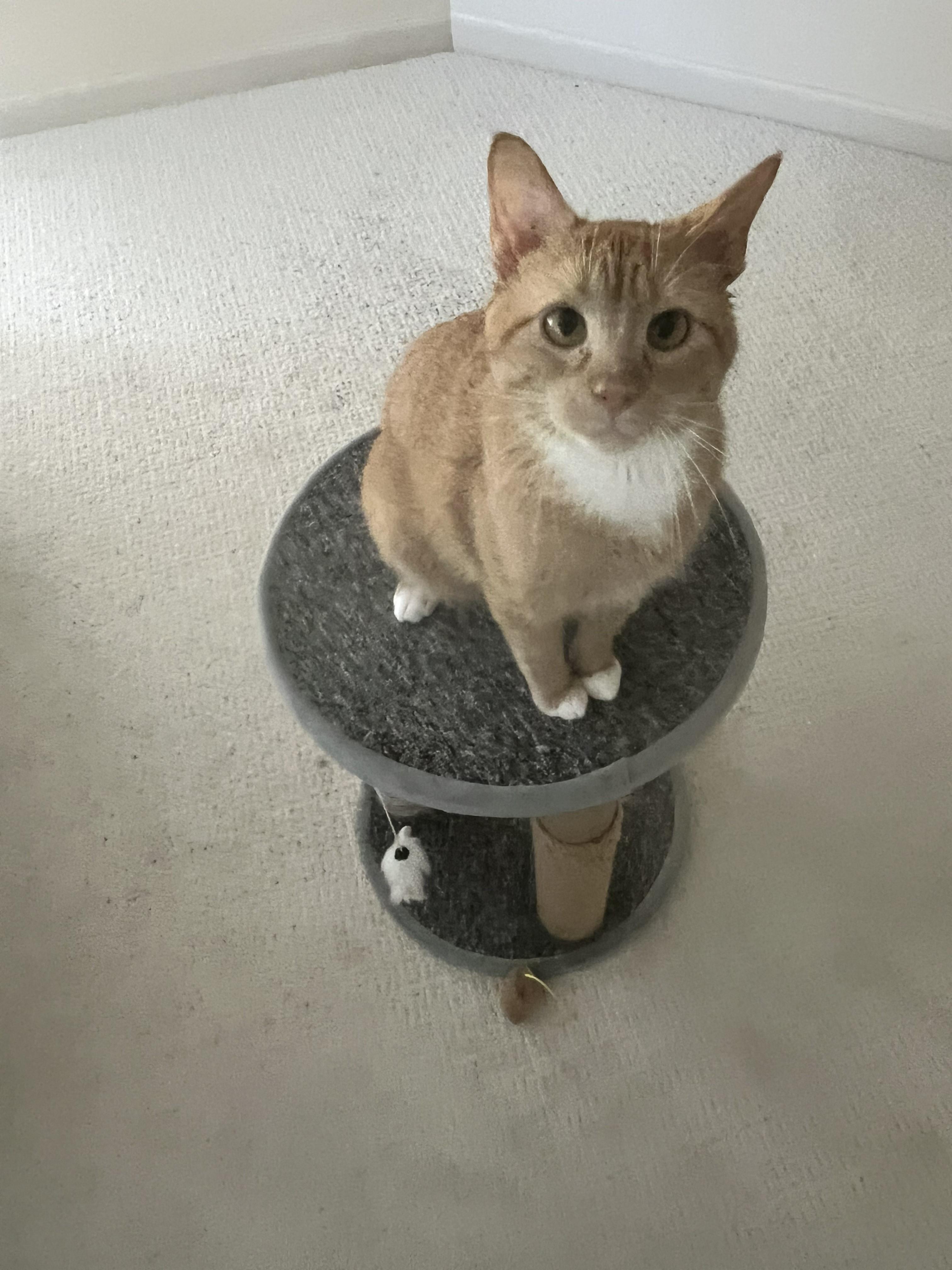 Enlarge Cheeto COURTESY POST, a Adoptable Domestic Short Hair in Chaska, MN image 1/2