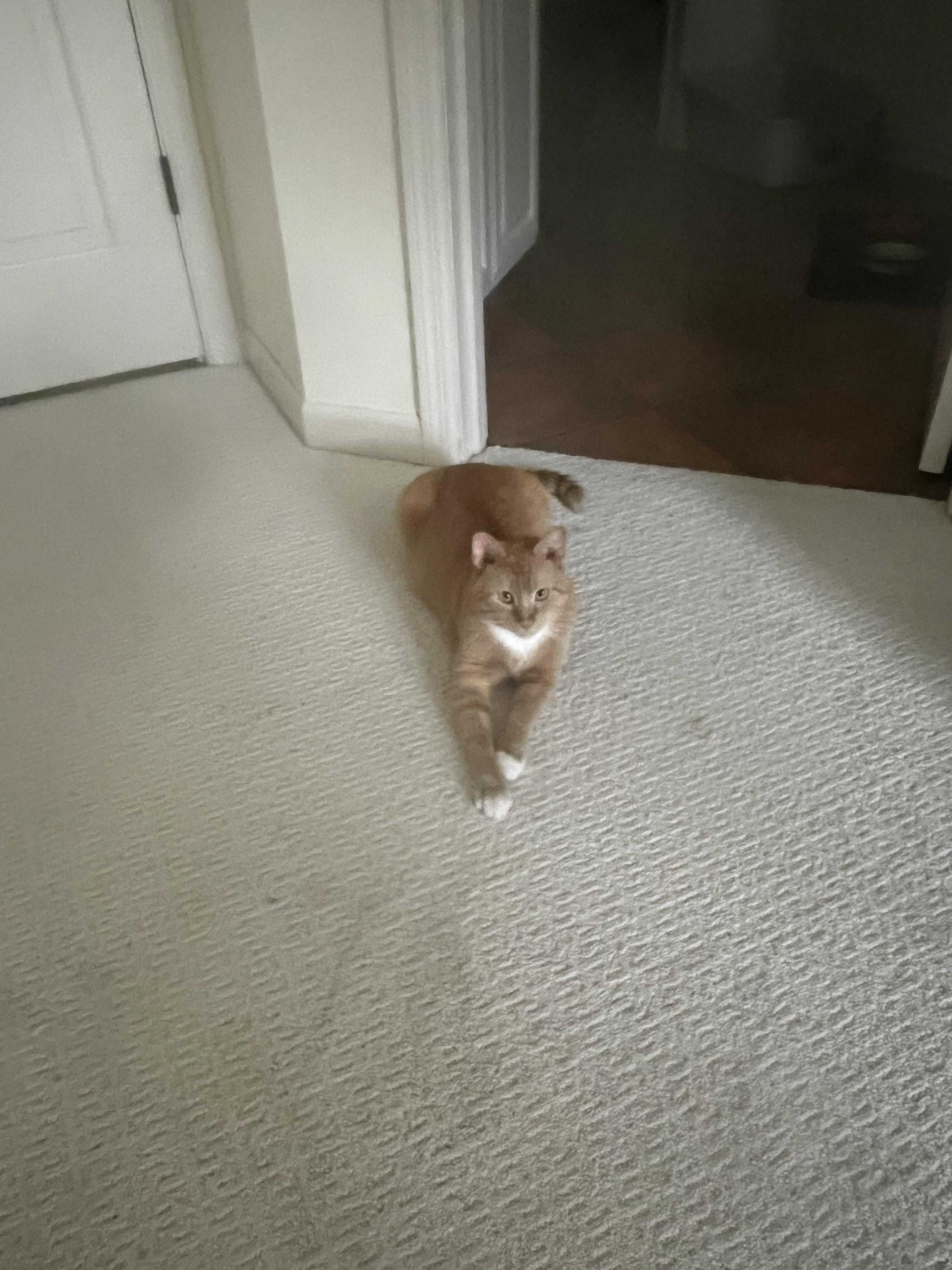 Enlarge Cheeto COURTESY POST, a Adoptable Domestic Short Hair in Chaska, MN image 2/2