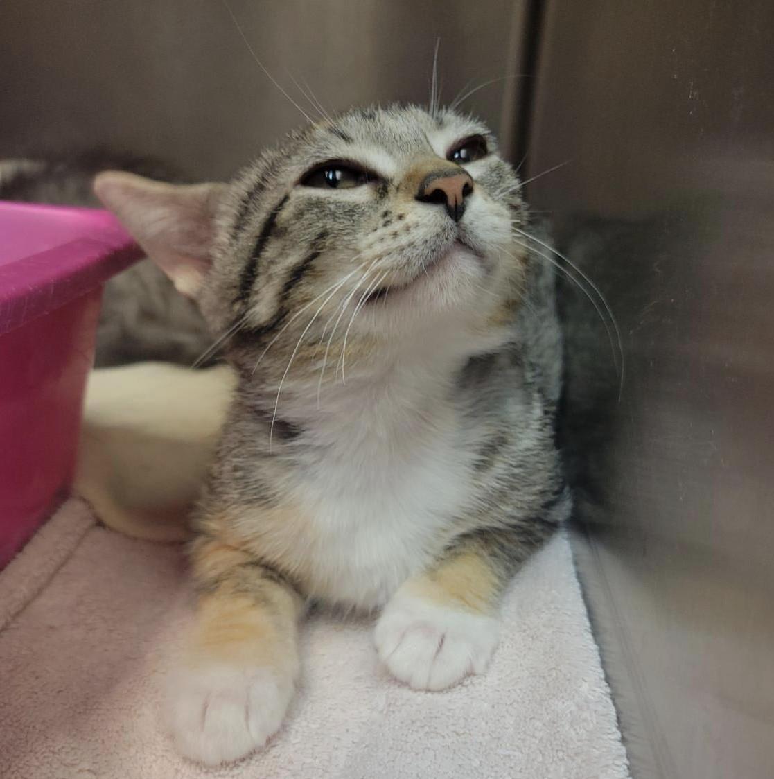 Enchilada, Adoptable, Kitten Female Domestic Short Hair.