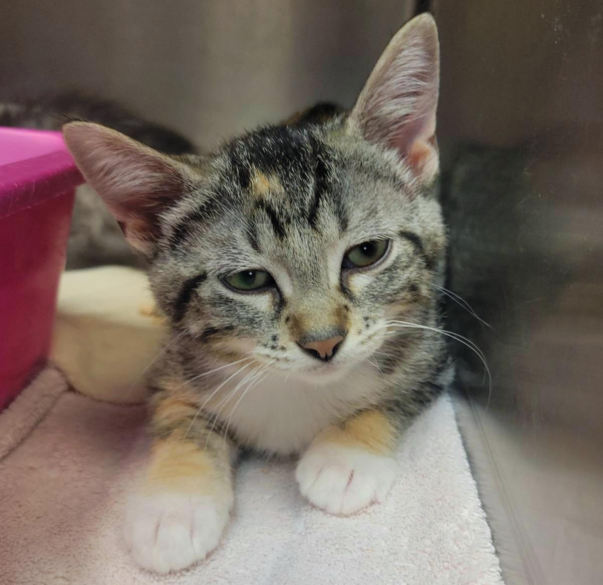 Enchilada, a Adoptable Domestic Short Hair in Plover, WI image 2/3