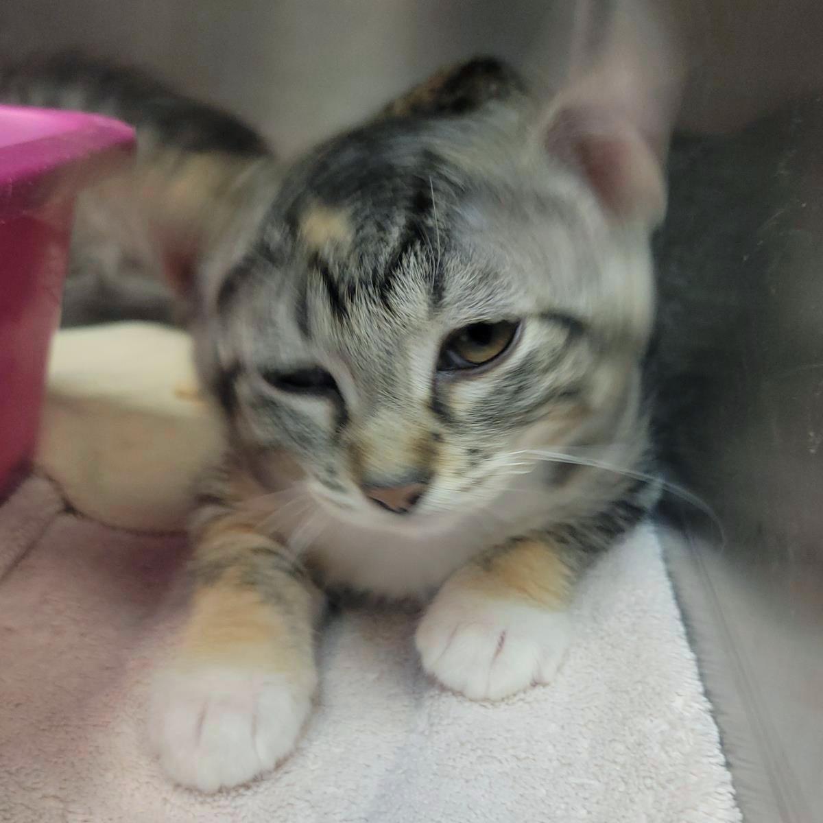 Enchilada, a Adoptable Domestic Short Hair in Plover, WI image 3/3