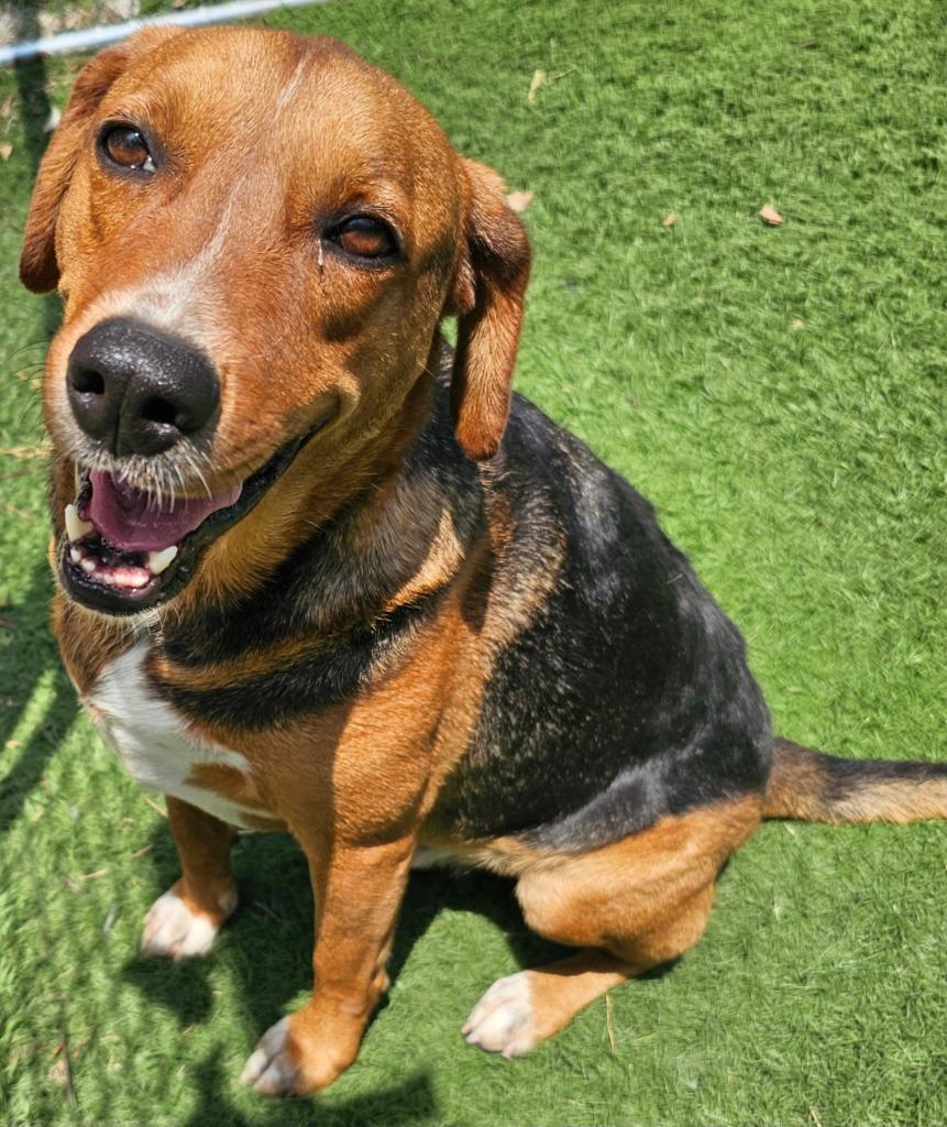 Billy Ray, a Adoptable mixed breed in Murphysboro, IL image 1/3