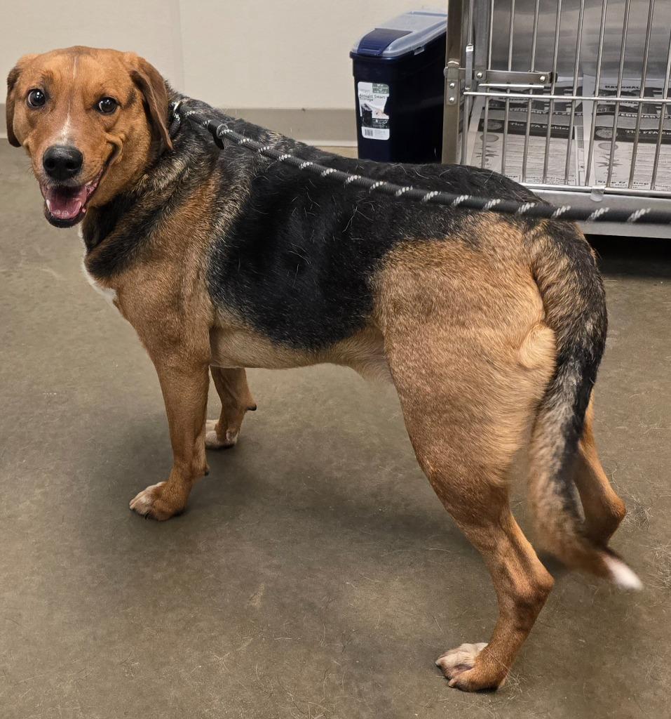 Billy Ray, Adoptable, Adult Male Hound.