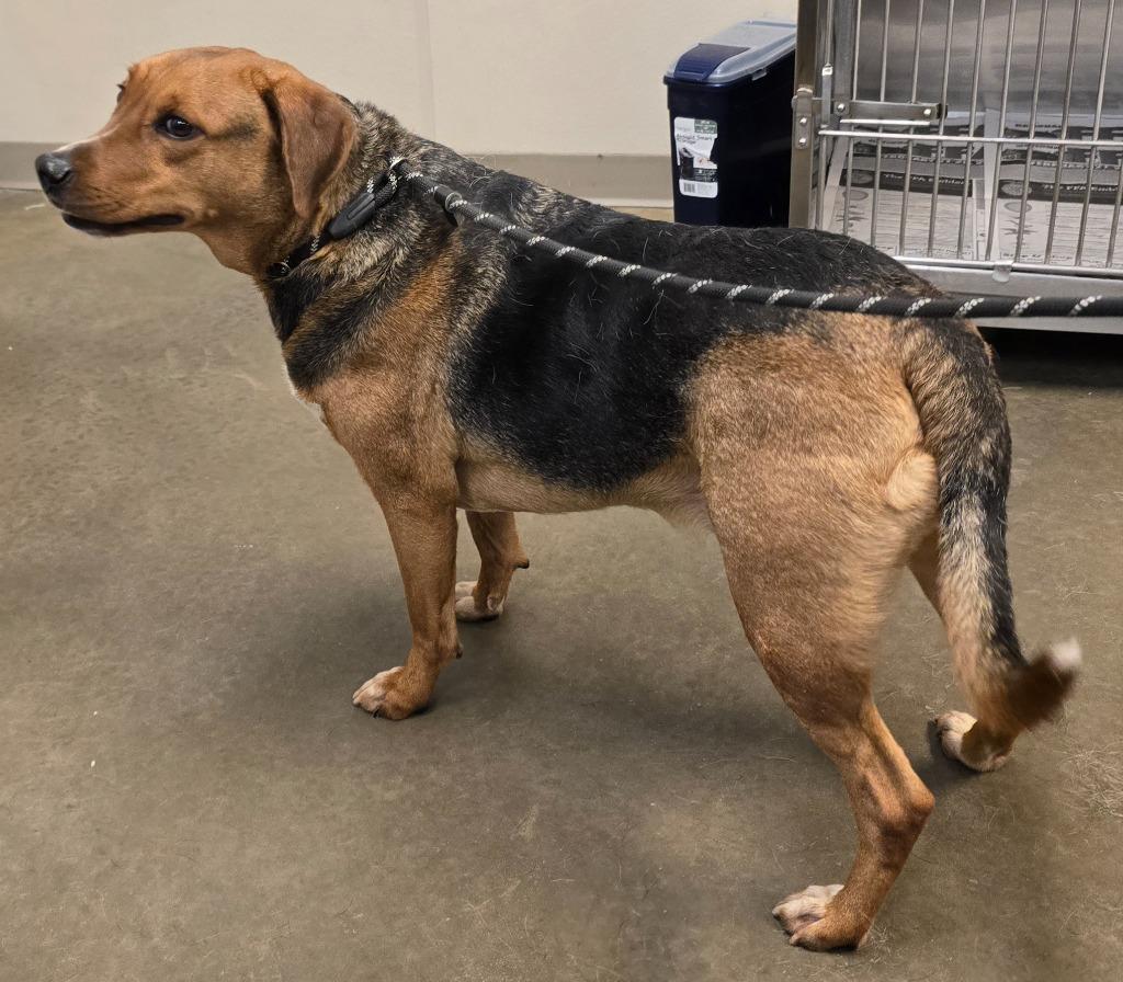 Enlarge Billy Ray, a Adoptable mixed breed in Murphysboro, IL image 2/4