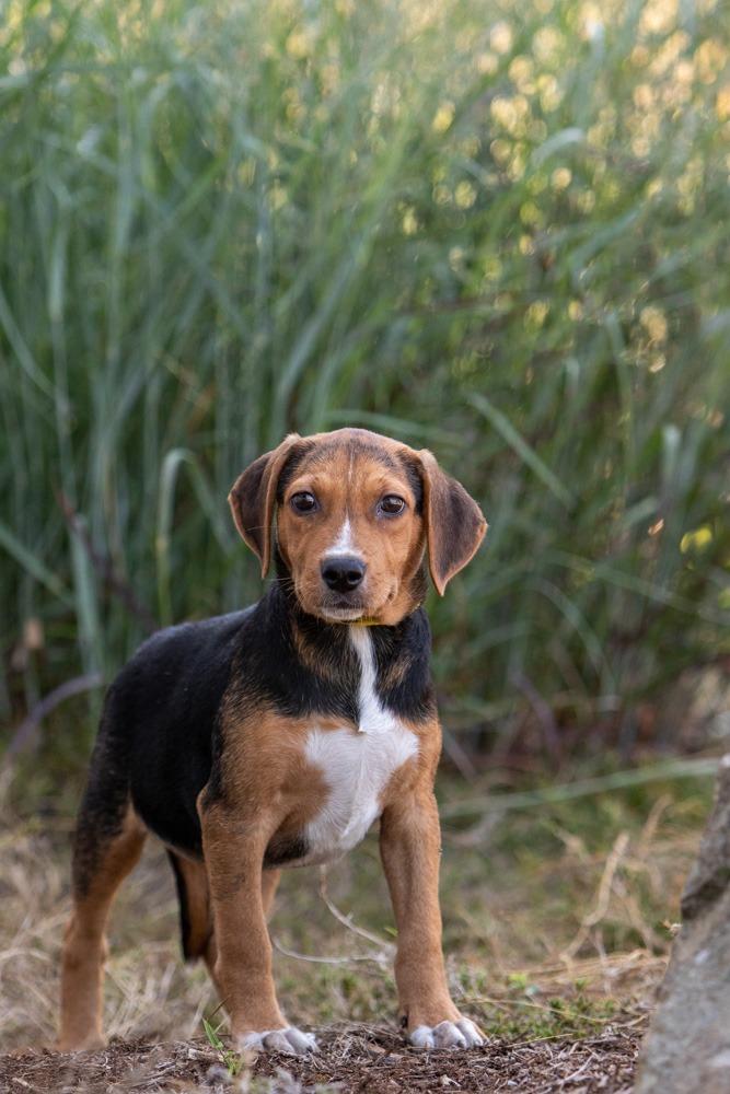 Enlarge Billy Ray, a Adoptable mixed breed in Murphysboro, IL image 3/4