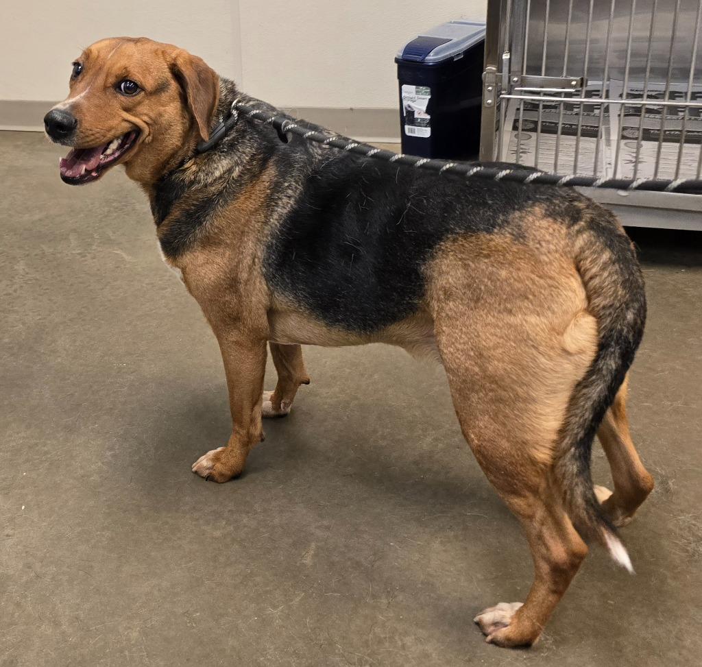 Enlarge Billy Ray, a Adoptable mixed breed in Murphysboro, IL image 4/4