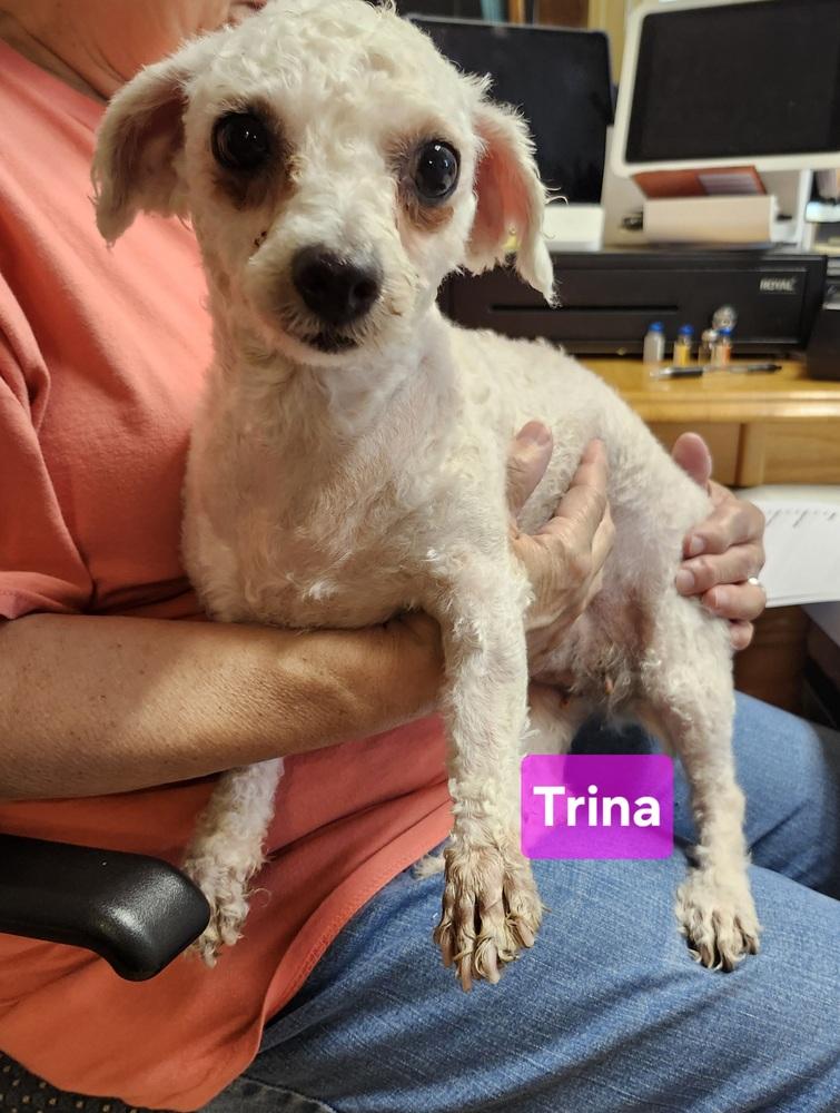 Trina, a Adoptable Bichon Frise in East Greenville, PA image 1/3