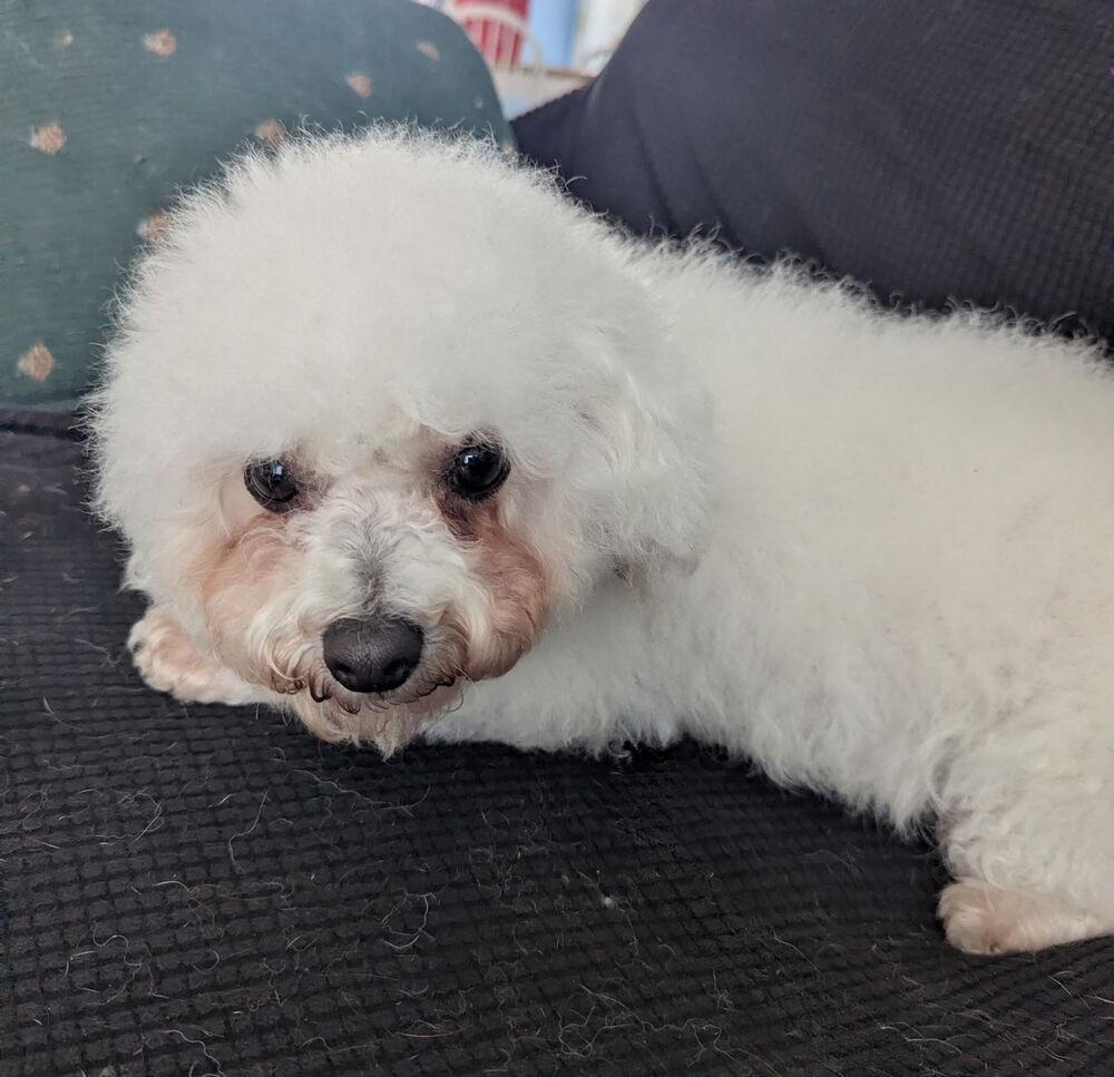 Trina, a Adoptable Bichon Frise in East Greenville, PA image 1/6