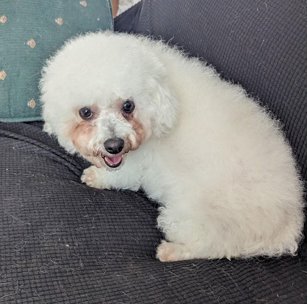 Trina, a Adoptable Bichon Frise in East Greenville, PA image 3/6