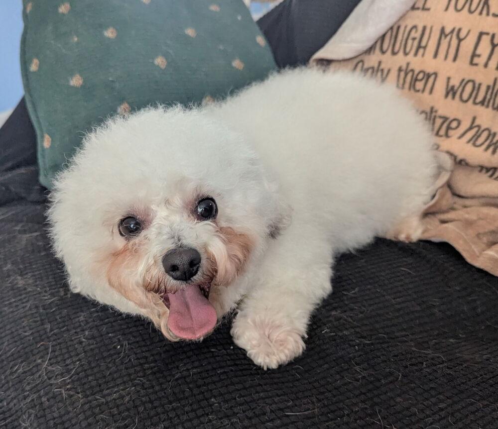 Trina, a Adoptable Bichon Frise in East Greenville, PA image 6/6