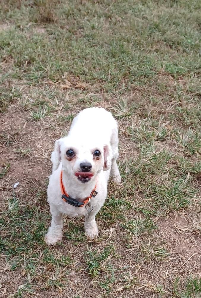 Trina, a Adoptable Bichon Frise in East Greenville, PA image 3/3