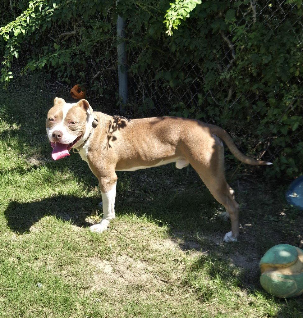 DA 11 Squirrel, Adoptable, Young Male Pit Bull Terrier.