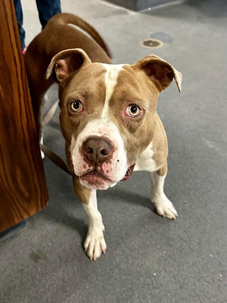 Enlarge DA 11 Squirrel, a Adoptable Pit Bull Terrier in Glen Allen, VA image 2/2