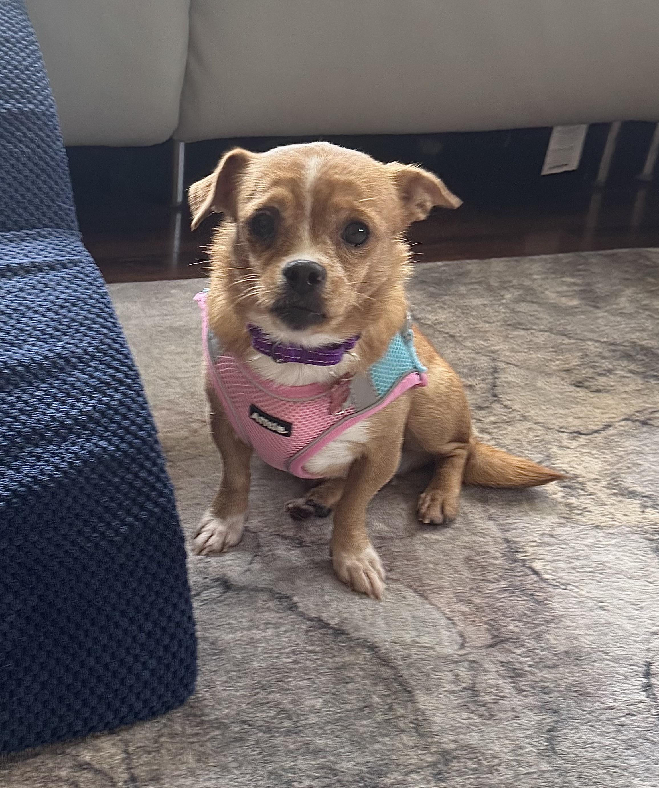 Winona, an adoptable Pekingese, West Highland White Terrier / Westie in Long Beach, NY, 11561 | Photo Image 3