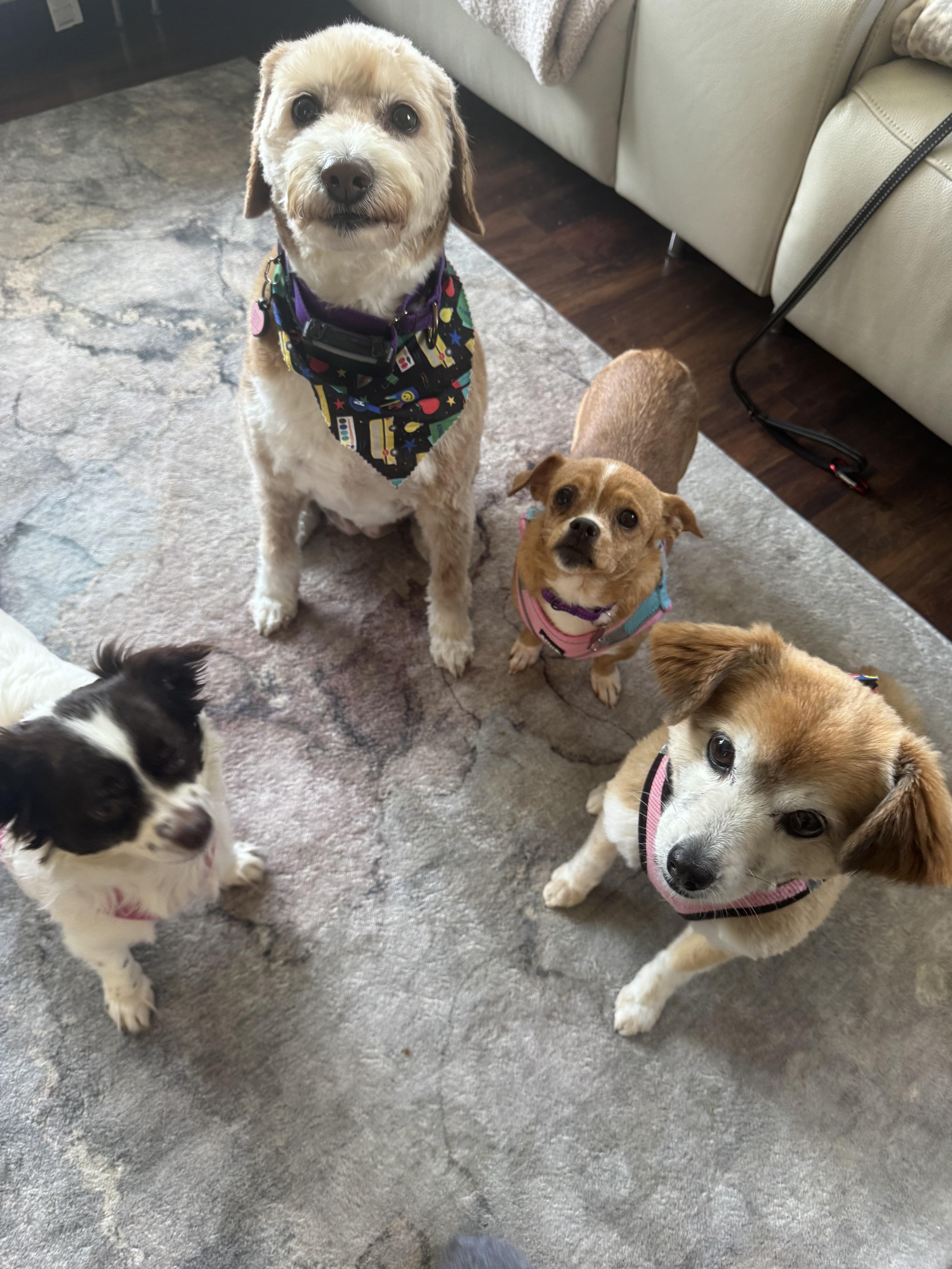 Winona, an adoptable Pekingese, West Highland White Terrier / Westie in Long Beach, NY, 11561 | Photo Image 5