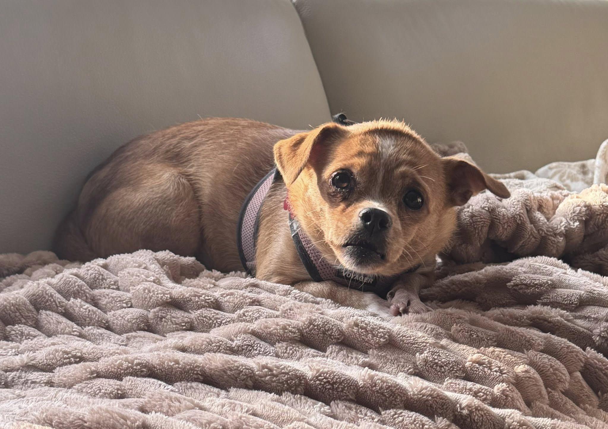 Winona, an adoptable Pekingese, West Highland White Terrier / Westie in Long Beach, NY, 11561 | Photo Image 4
