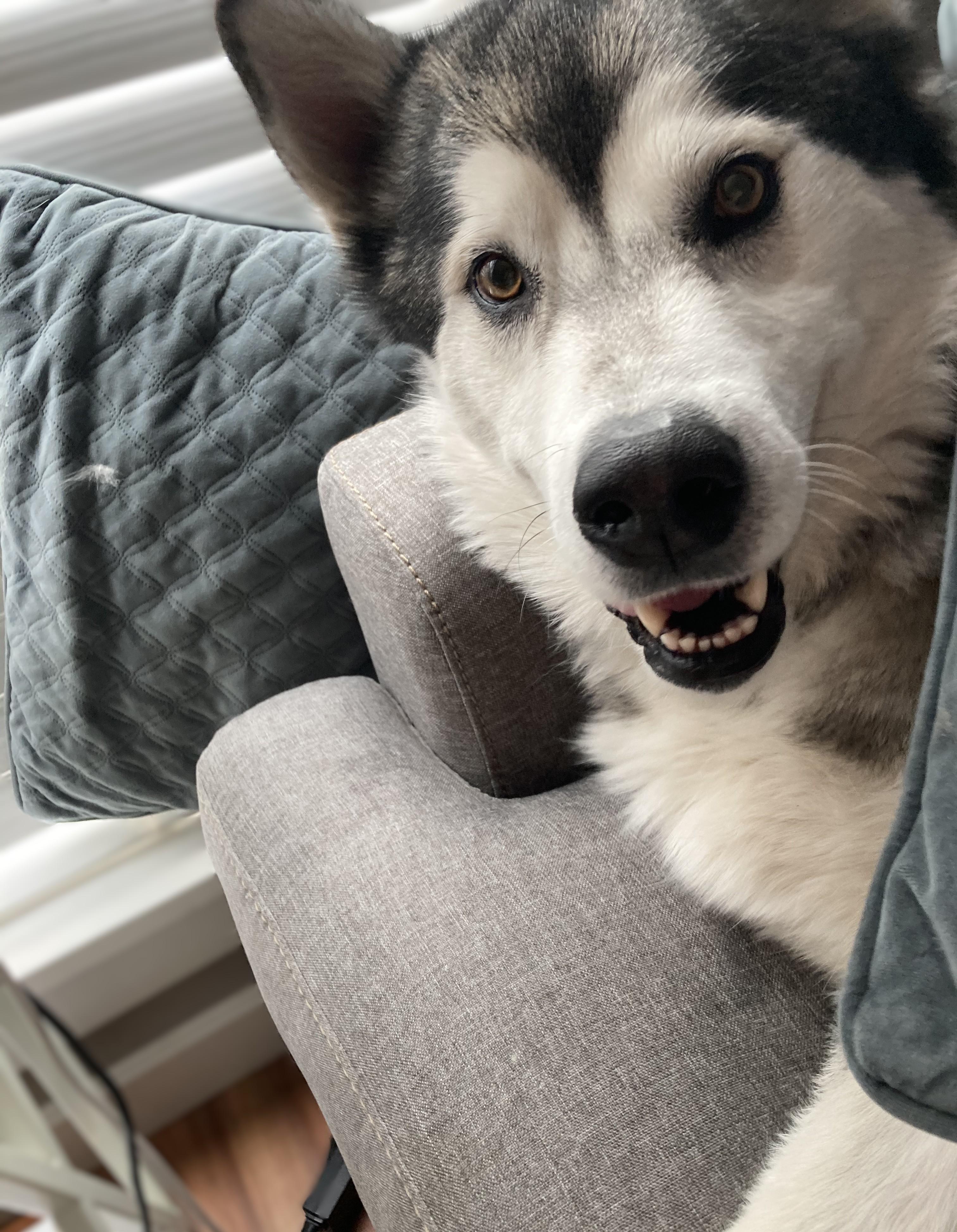 Enlarge Oakley, an adopted Alaskan Malamute in Boise, ID image 1/1