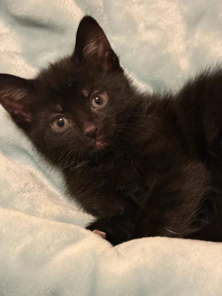 Grasshopper, ADOPTABLE, Kitten Male Domestic Short Hair.