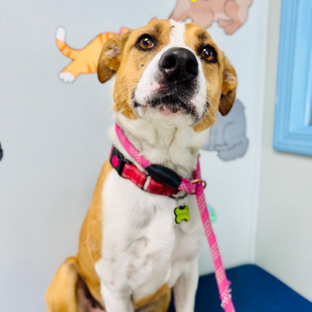 Emma, Adoptable, Adult Female Terrier.