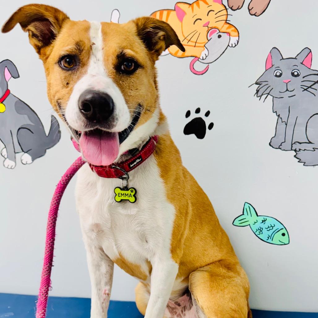 Enlarge Emma, a Adoptable Terrier in Lebanon, MO image 2/4