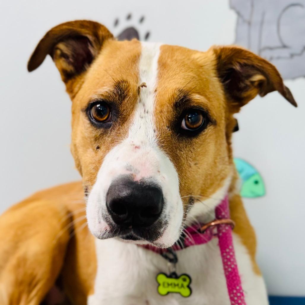 Enlarge Emma, a Adoptable Terrier in Lebanon, MO image 3/4