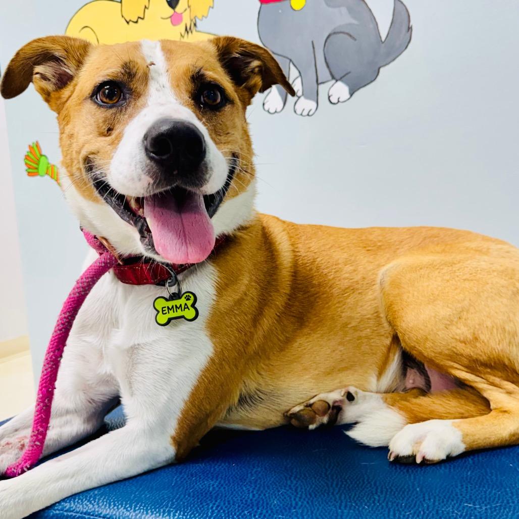 Enlarge Emma, a Adoptable Terrier in Lebanon, MO image 4/4