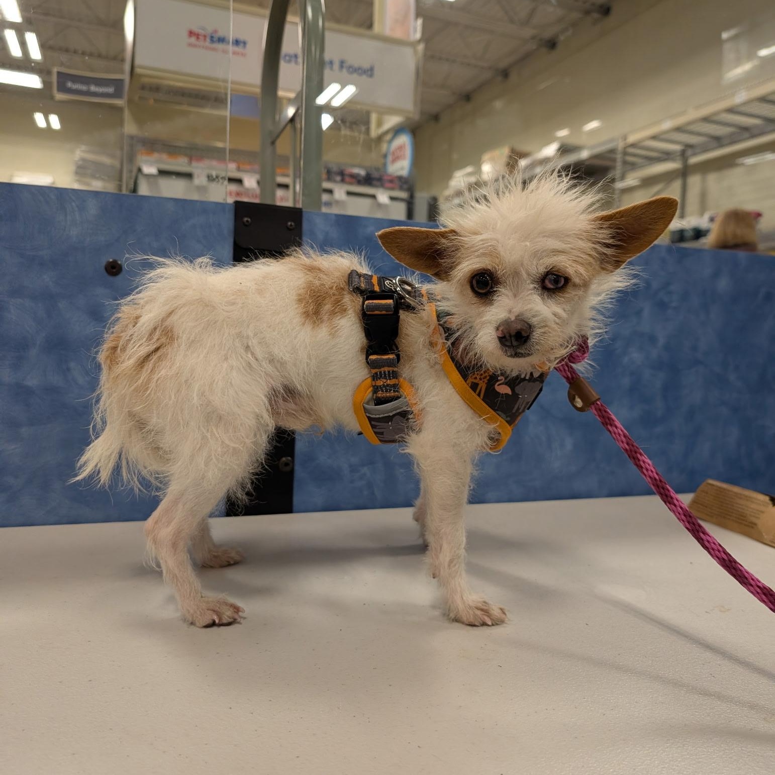Enlarge Bobby, an adopted mixed breed in Tulsa, OK image 3/3