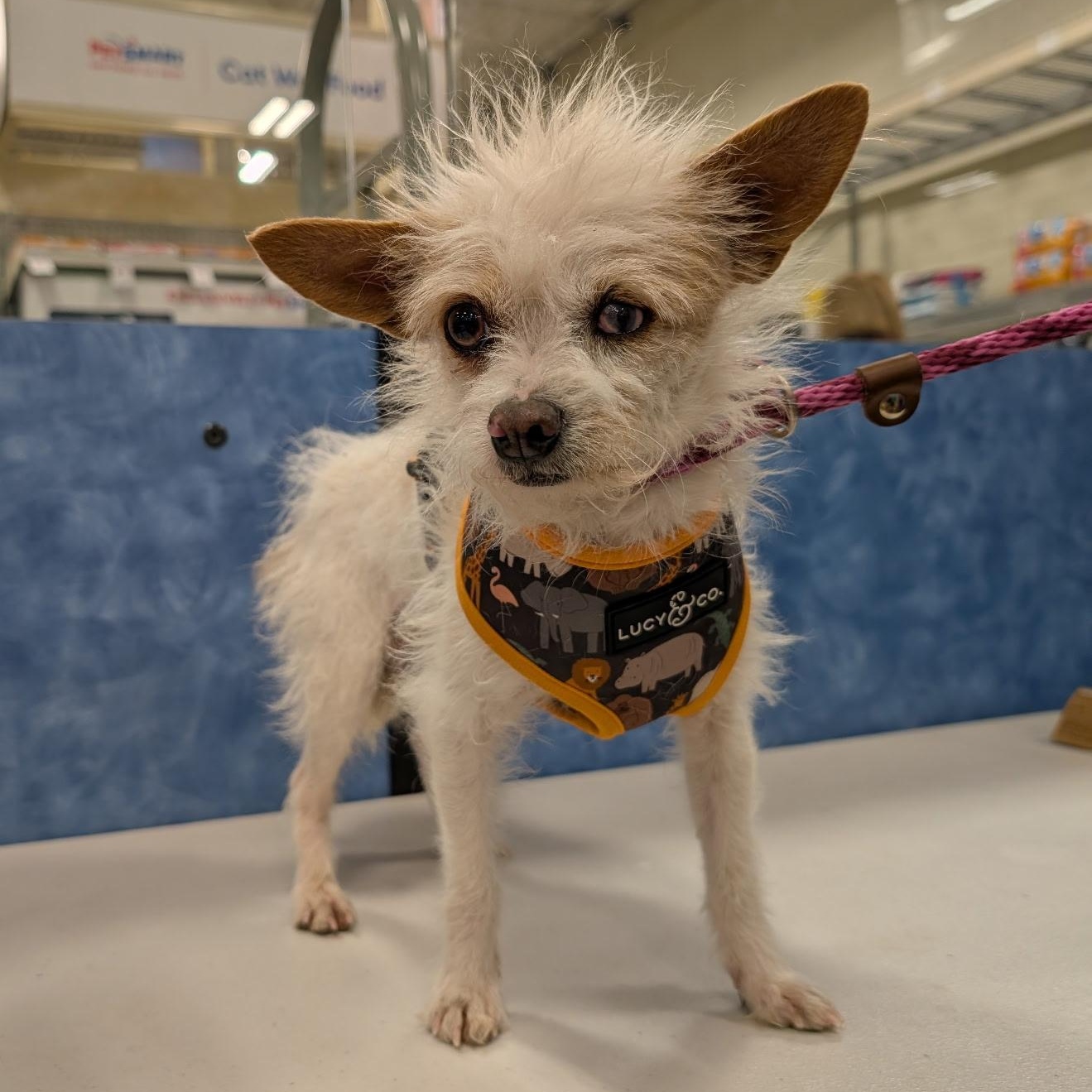 Enlarge Bobby, an adopted mixed breed in Tulsa, OK image 2/3