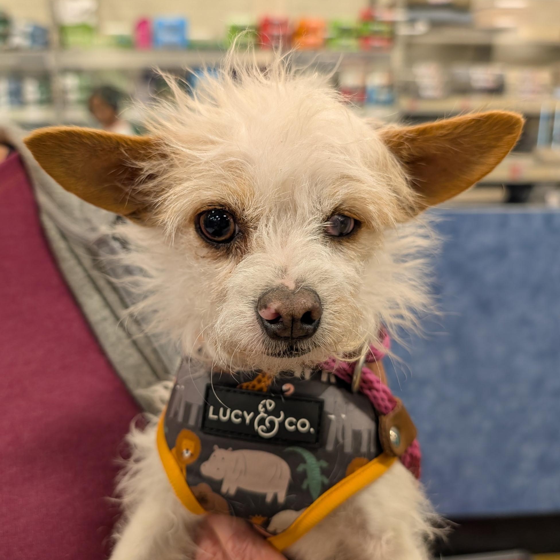 Enlarge Bobby, an adopted mixed breed in Tulsa, OK image 1/3