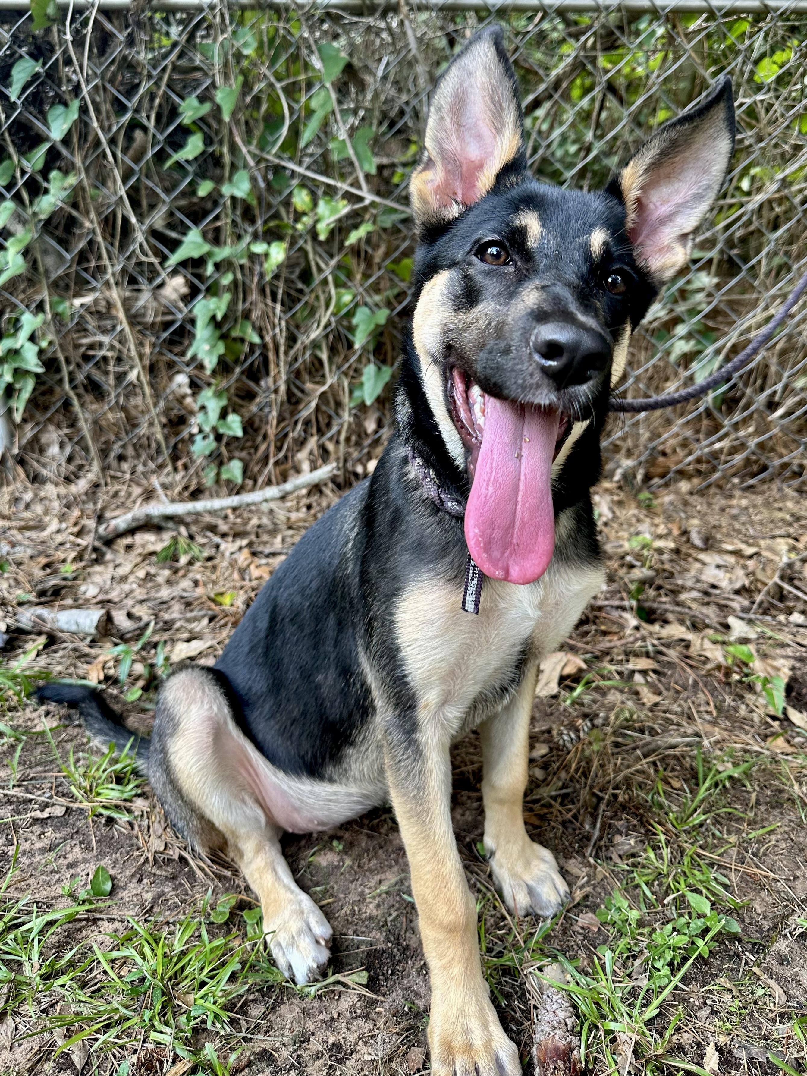Ellie The German Shepherd photo 1