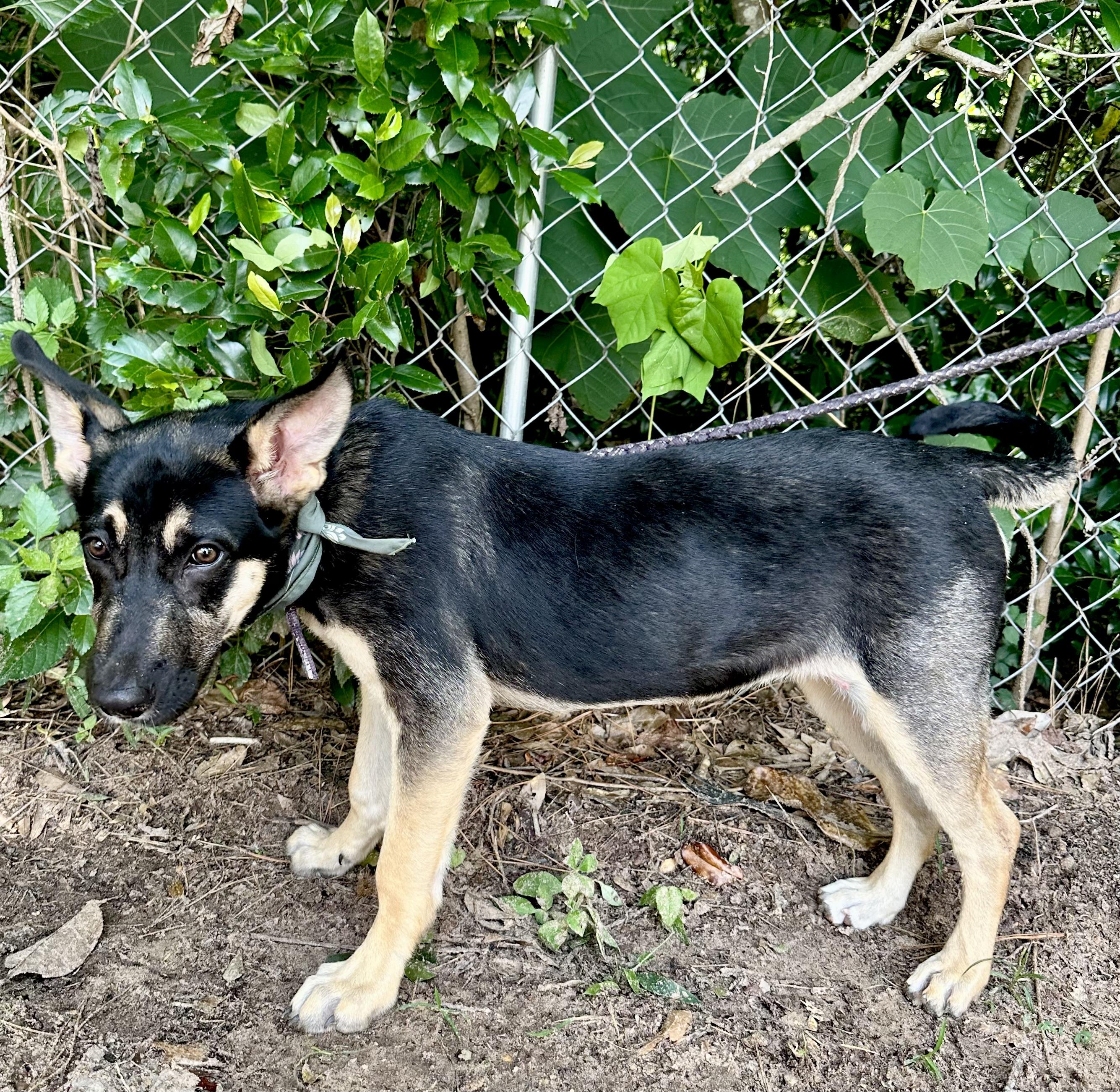 Ellie The German Shepherd thumbnail 5