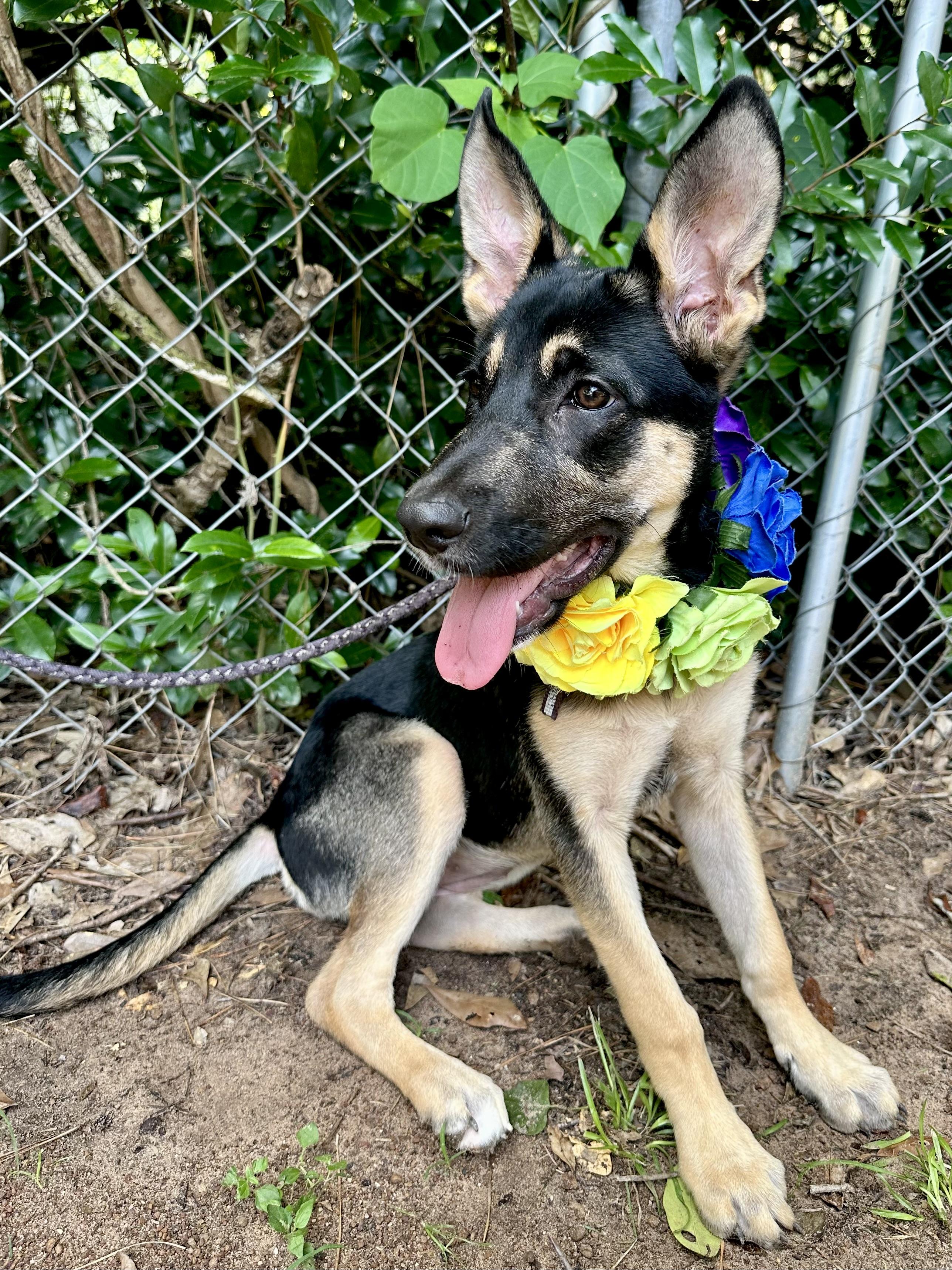 Ellie The German Shepherd thumbnail 4