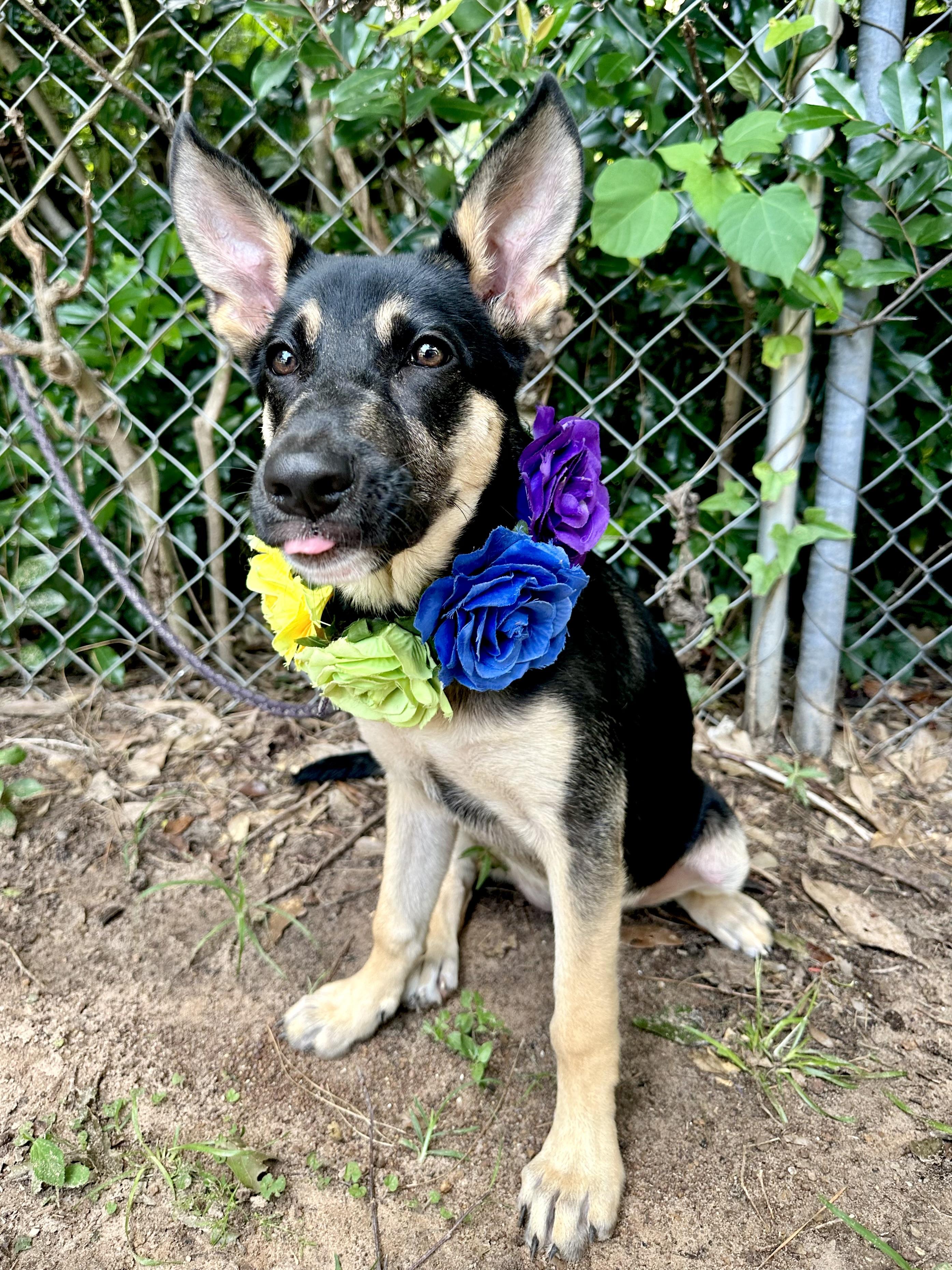 Ellie The German Shepherd thumbnail 6