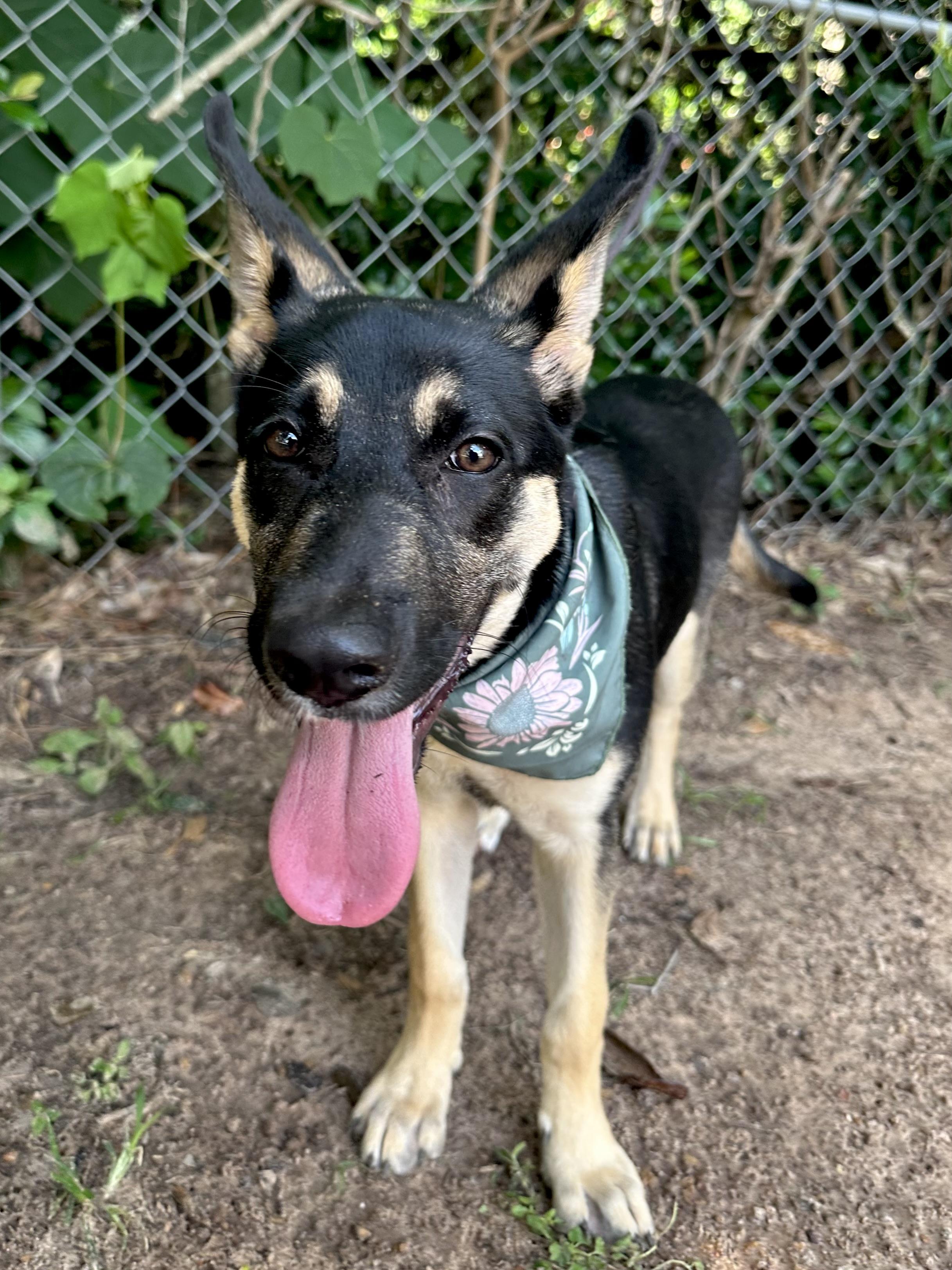Ellie The German Shepherd thumbnail 2