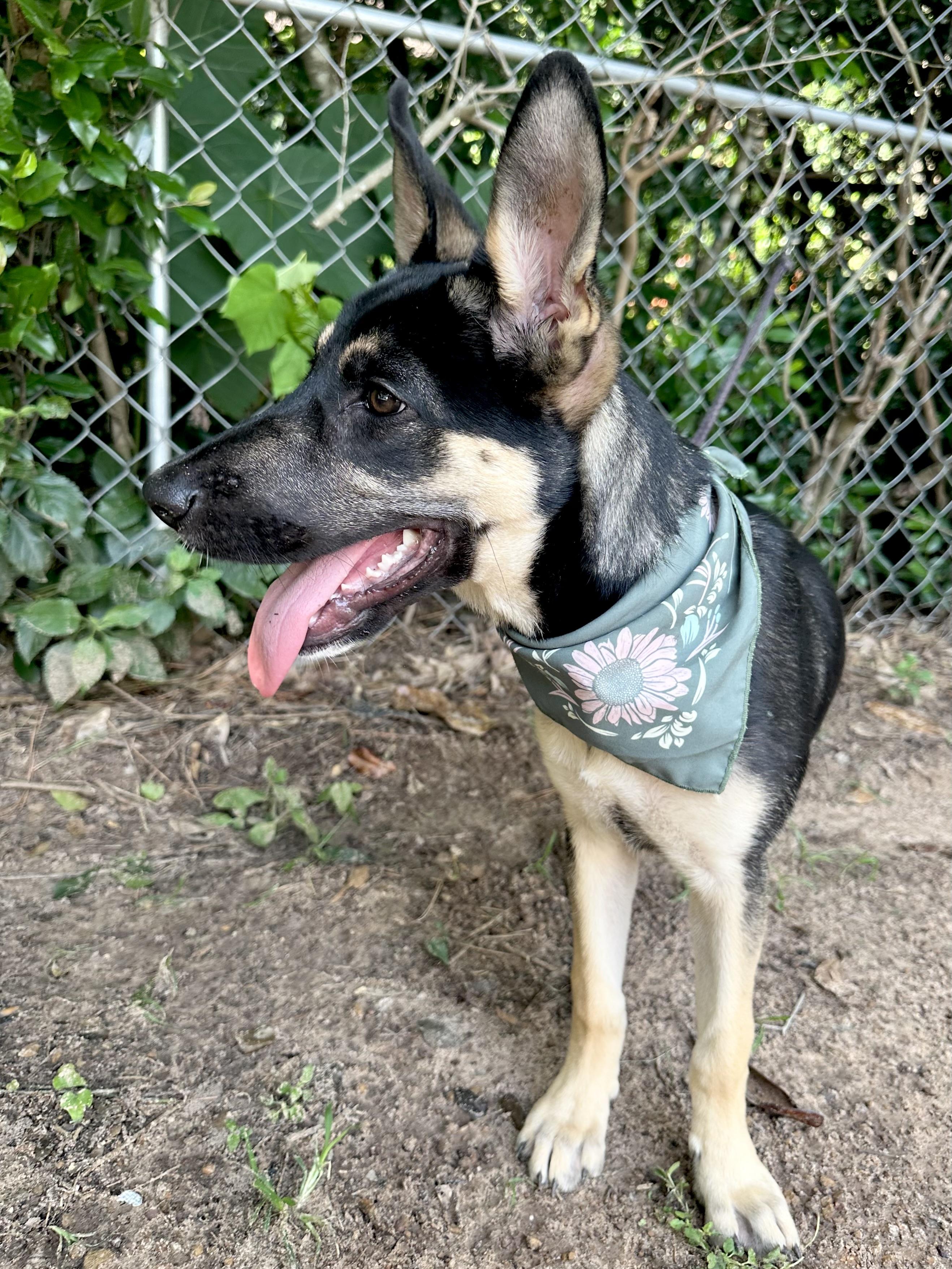 Ellie The German Shepherd thumbnail 3
