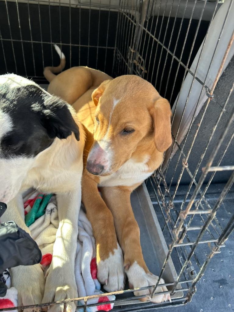 Enlarge Loopy-Adoptable, a Adoptable mixed breed in Chickamauga , GA image 2/3