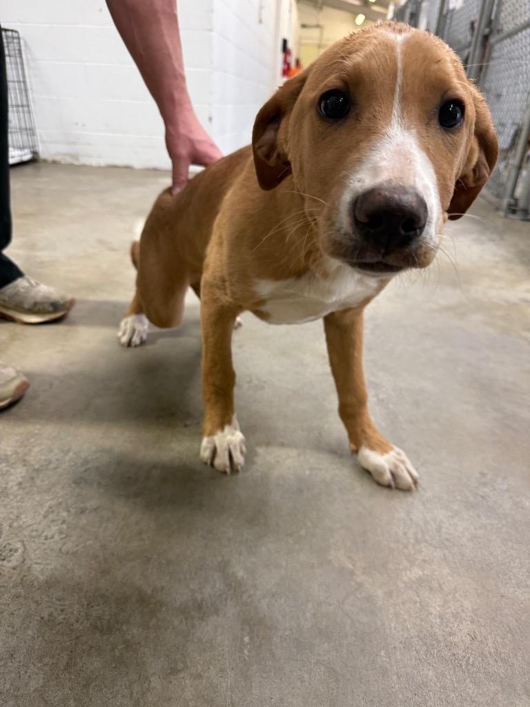 Enlarge Loopy-Adoptable, a Adoptable mixed breed in Chickamauga , GA image 3/3