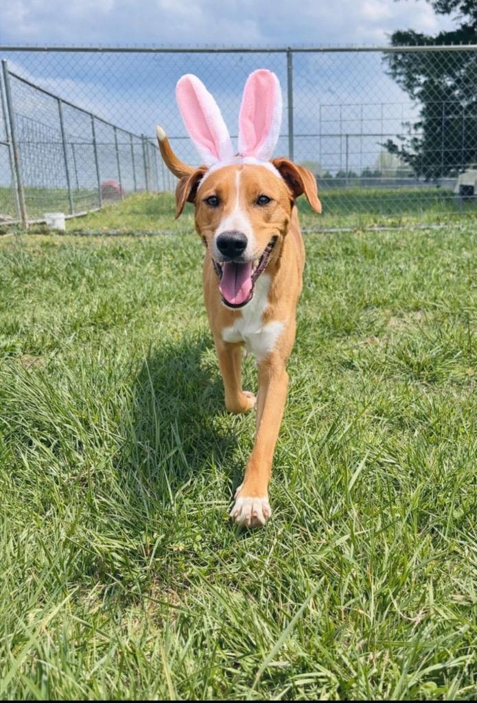 Enlarge Loopy-Adoptable, a Adoptable mixed breed in Chickamauga , GA image 4/5