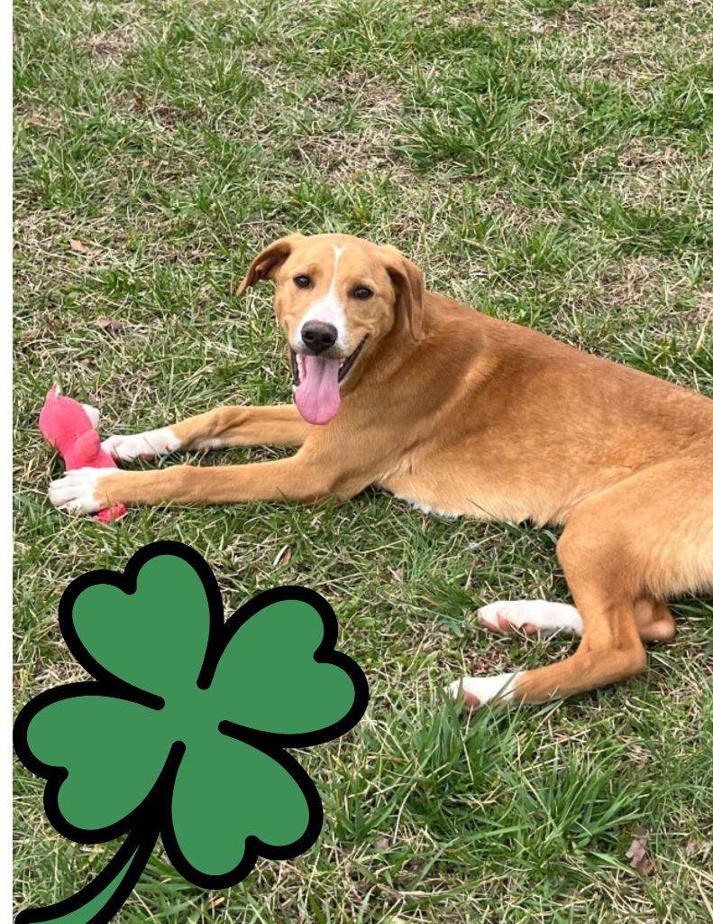 Enlarge Loopy-Adoptable, a Adoptable mixed breed in Chickamauga , GA image 5/5