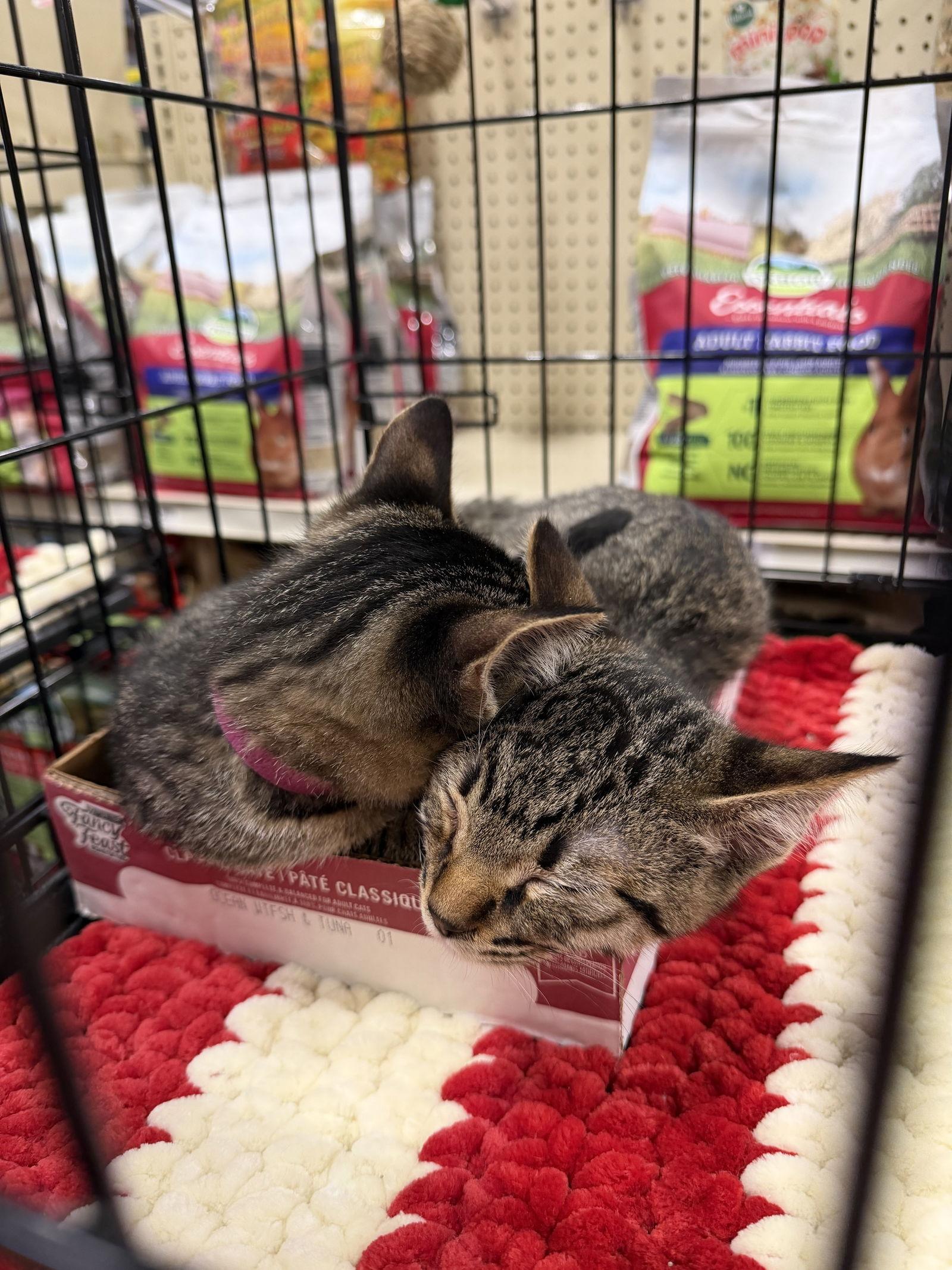 Emmett, Adoptable, Kitten Male Domestic Short Hair.