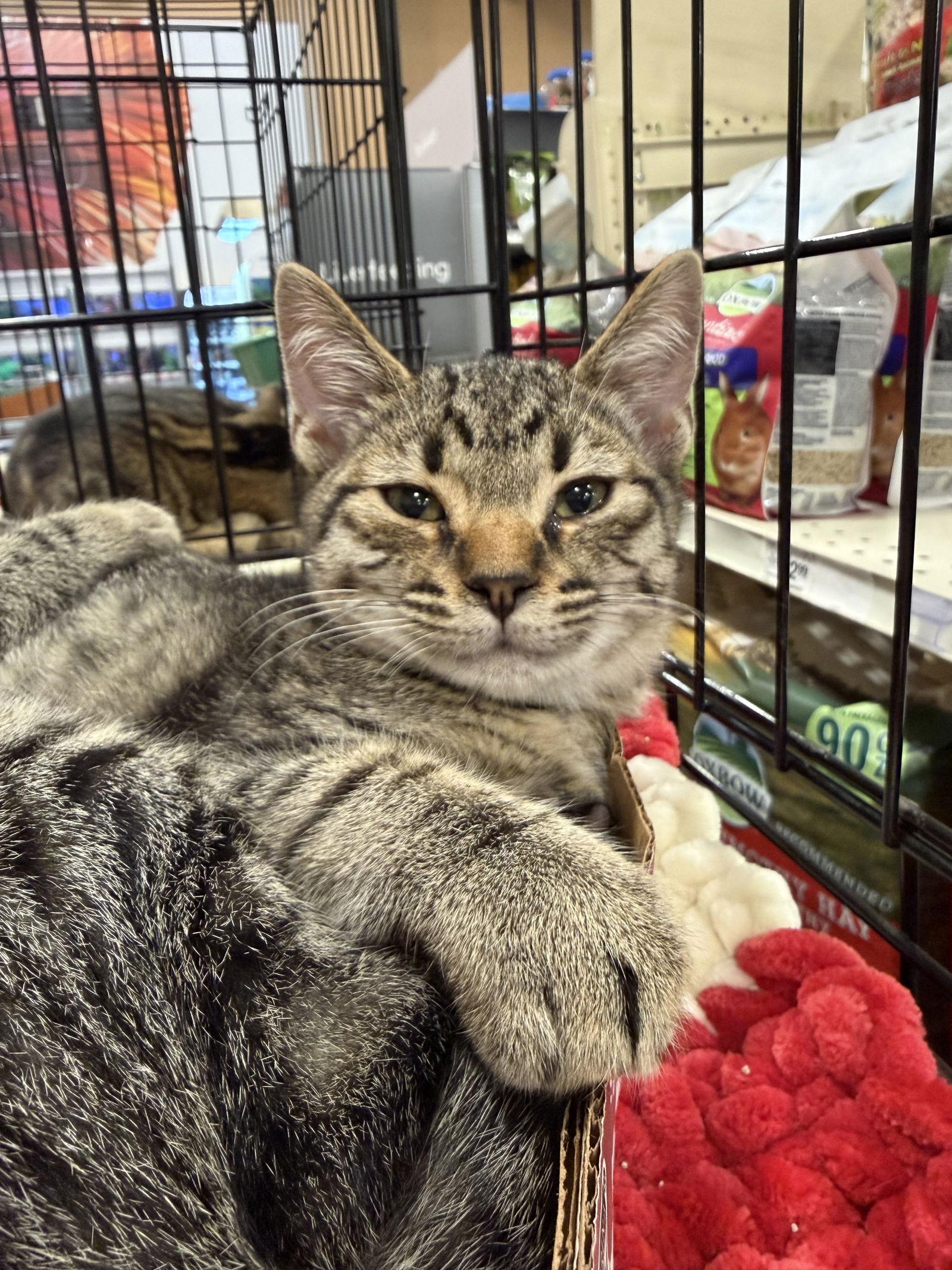 Enlarge Emmett, a Adoptable Domestic Short Hair in Walnut Creek, CA image 2/2