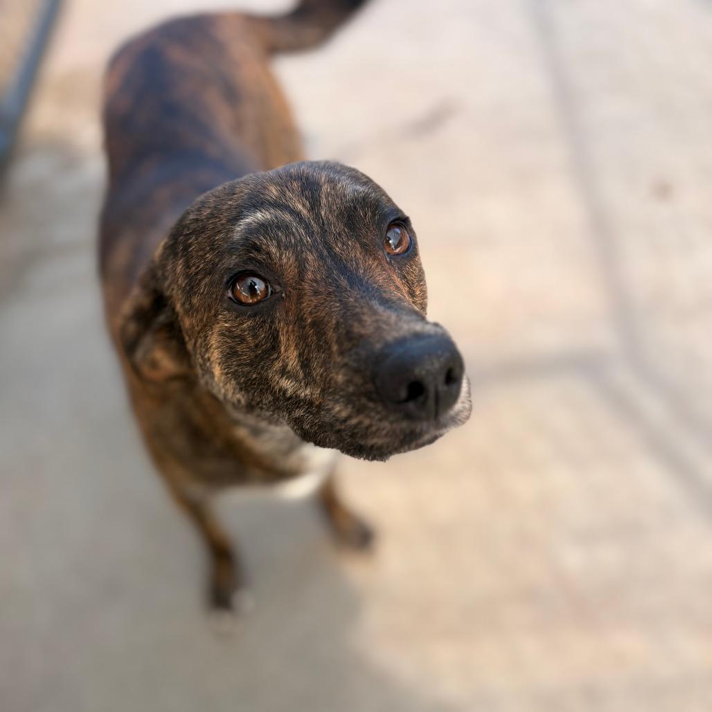 Enlarge PeePaw, a Adoptable Mixed Breed in Winston-Salem, NC image 1/2