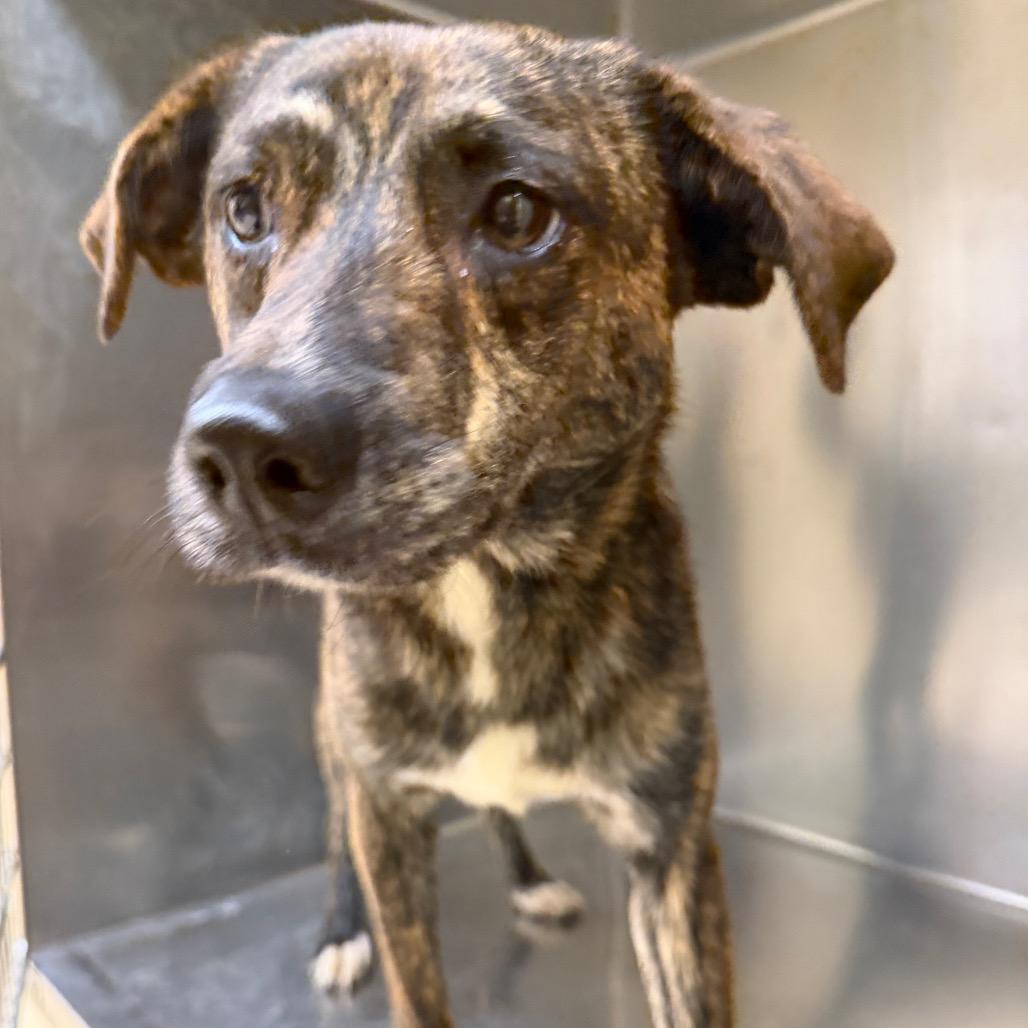 Enlarge PeePaw, a Adoptable Mixed Breed in Winston-Salem, NC image 2/2