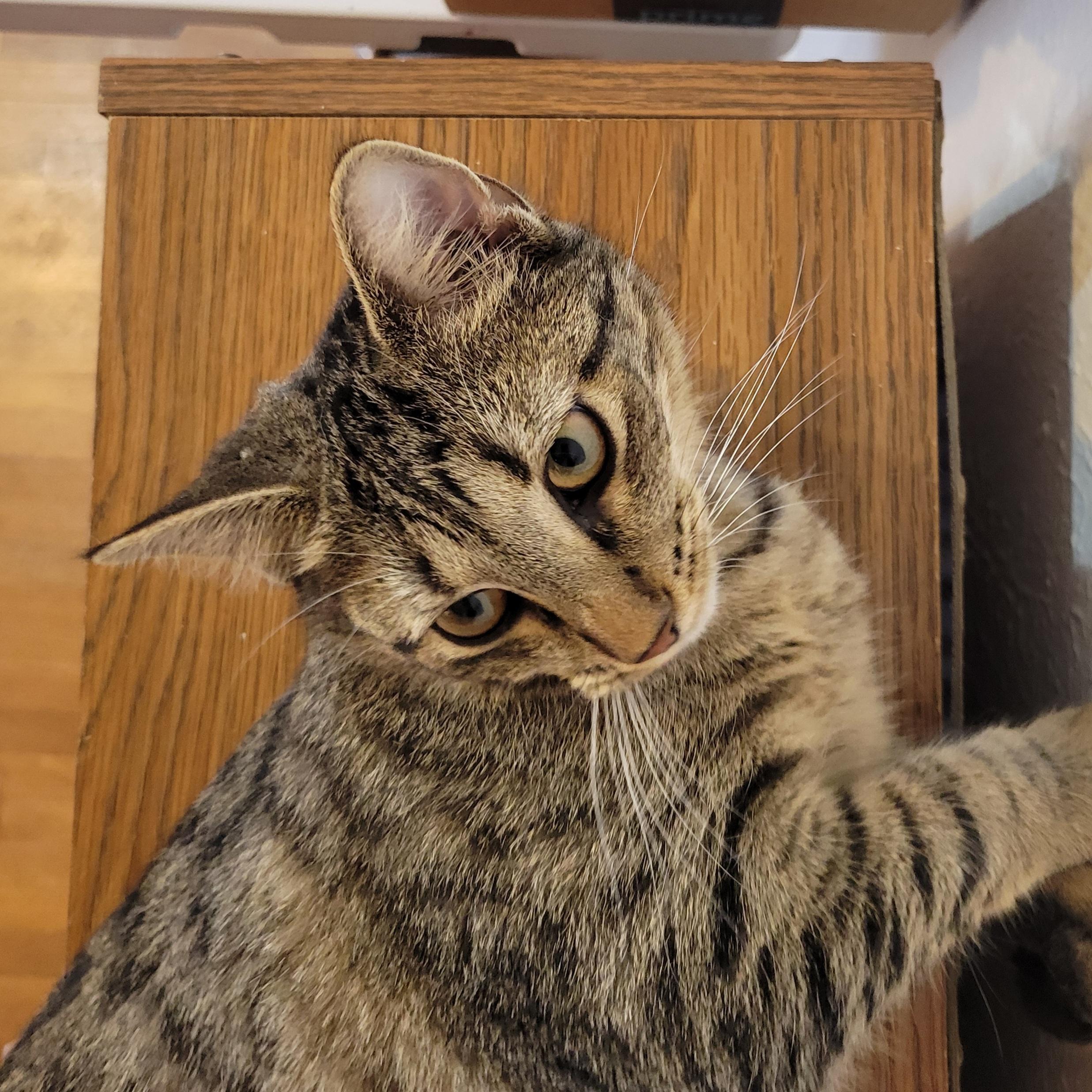 Enlarge Ponyo, a Adoptable Domestic Short Hair in Walbridge, OH image 5/6