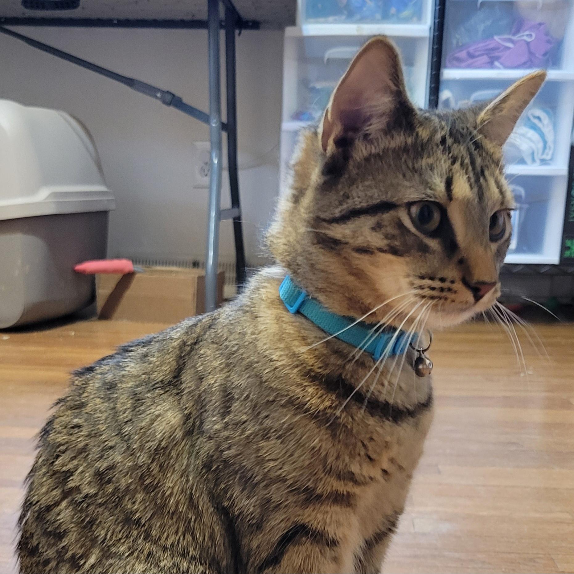 Enlarge Ponyo, a Adoptable Domestic Short Hair in Walbridge, OH image 4/6