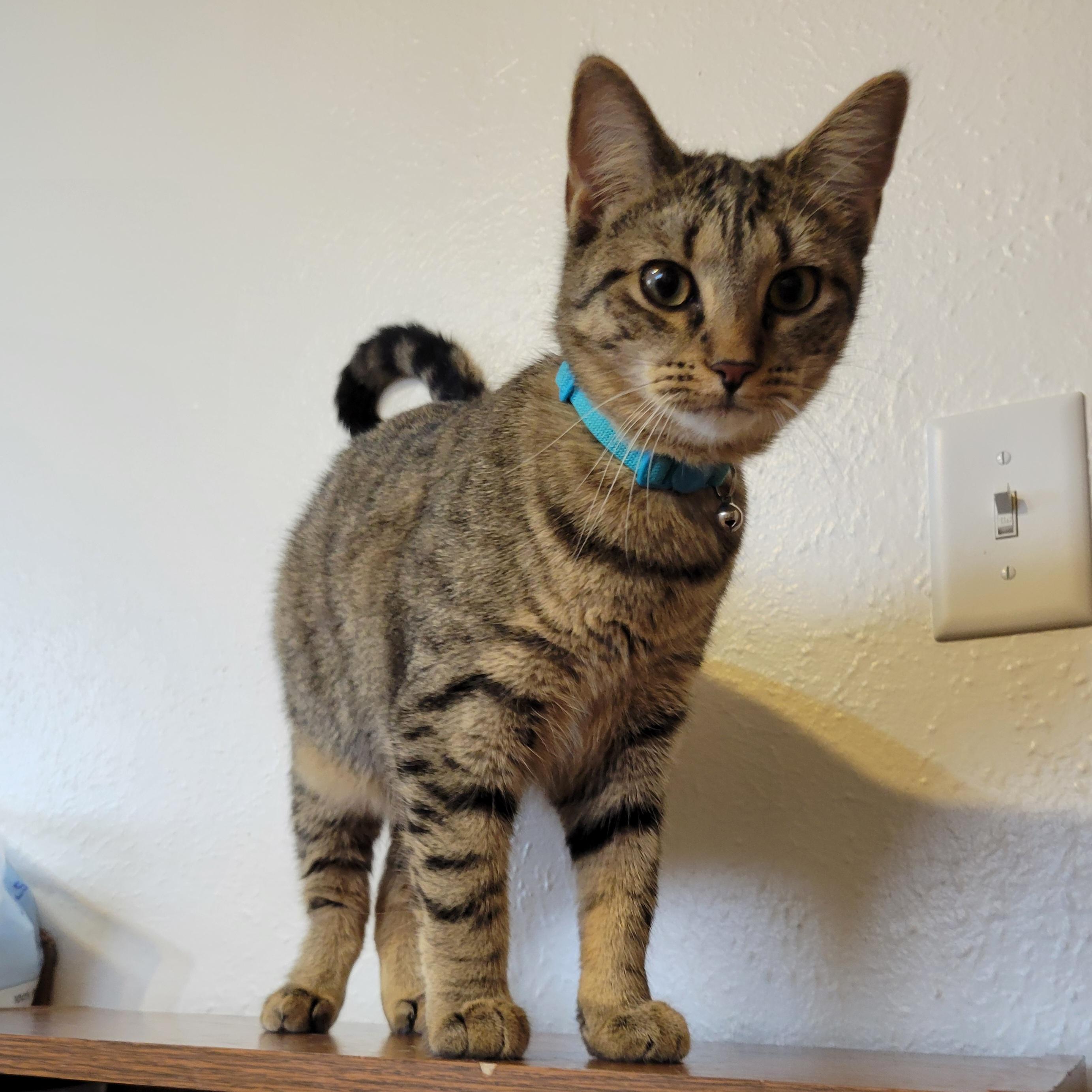 Ponyo, Adoptable, Kitten Female Domestic Short Hair.