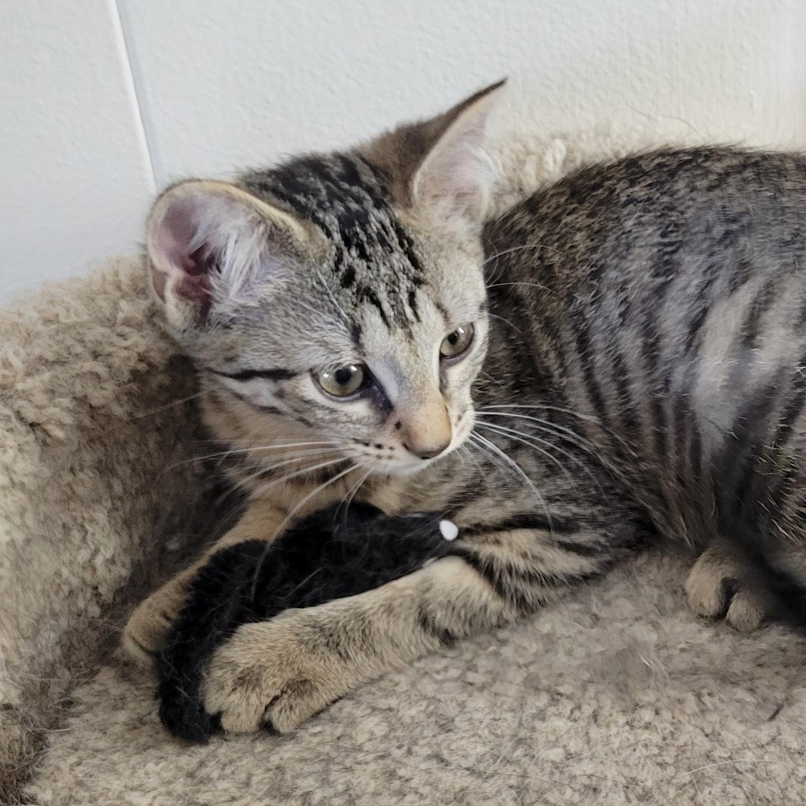 Ponyo, a Adoptable Domestic Short Hair in Walbridge, OH image 2/6