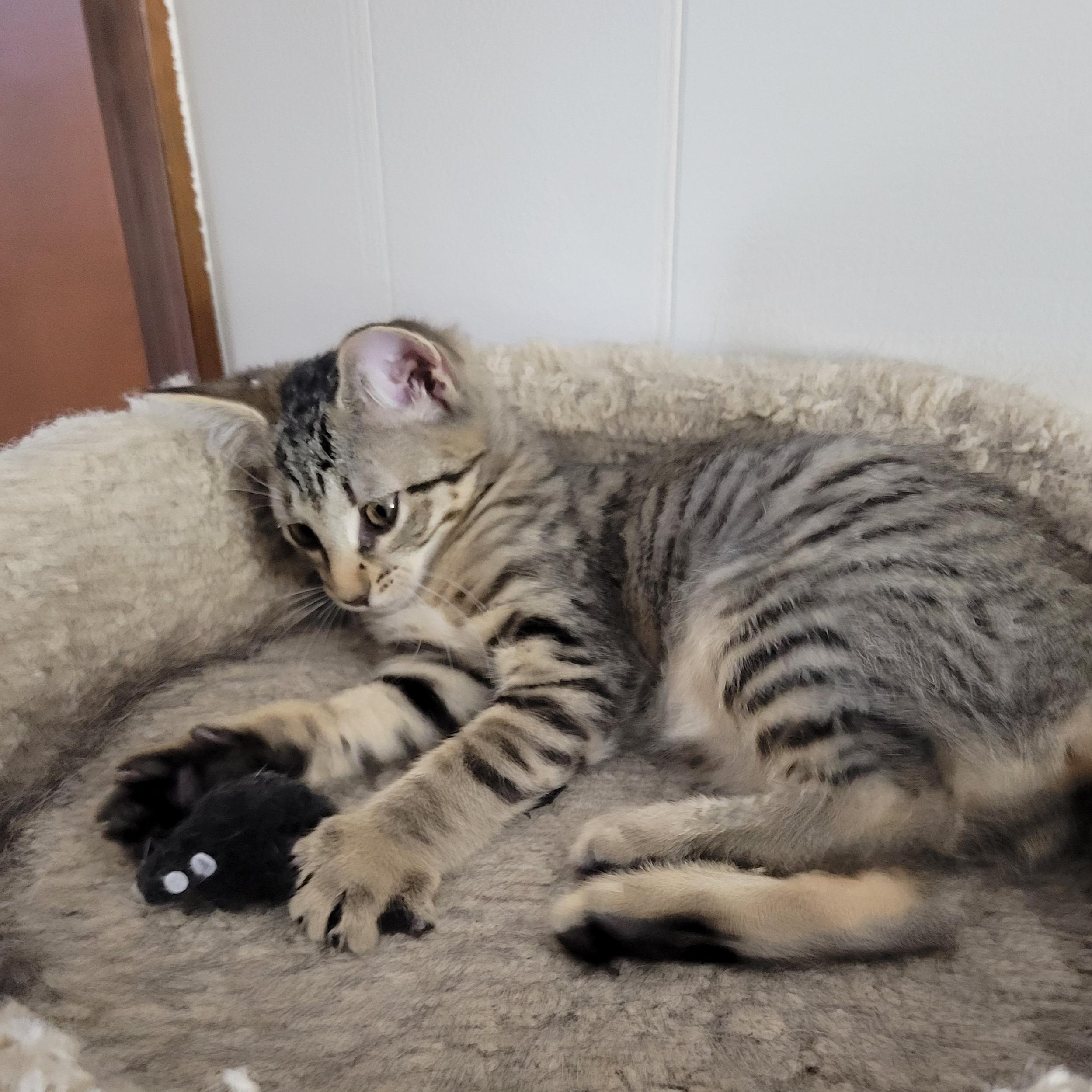 Ponyo, a Adoptable Domestic Short Hair in Walbridge, OH image 6/6