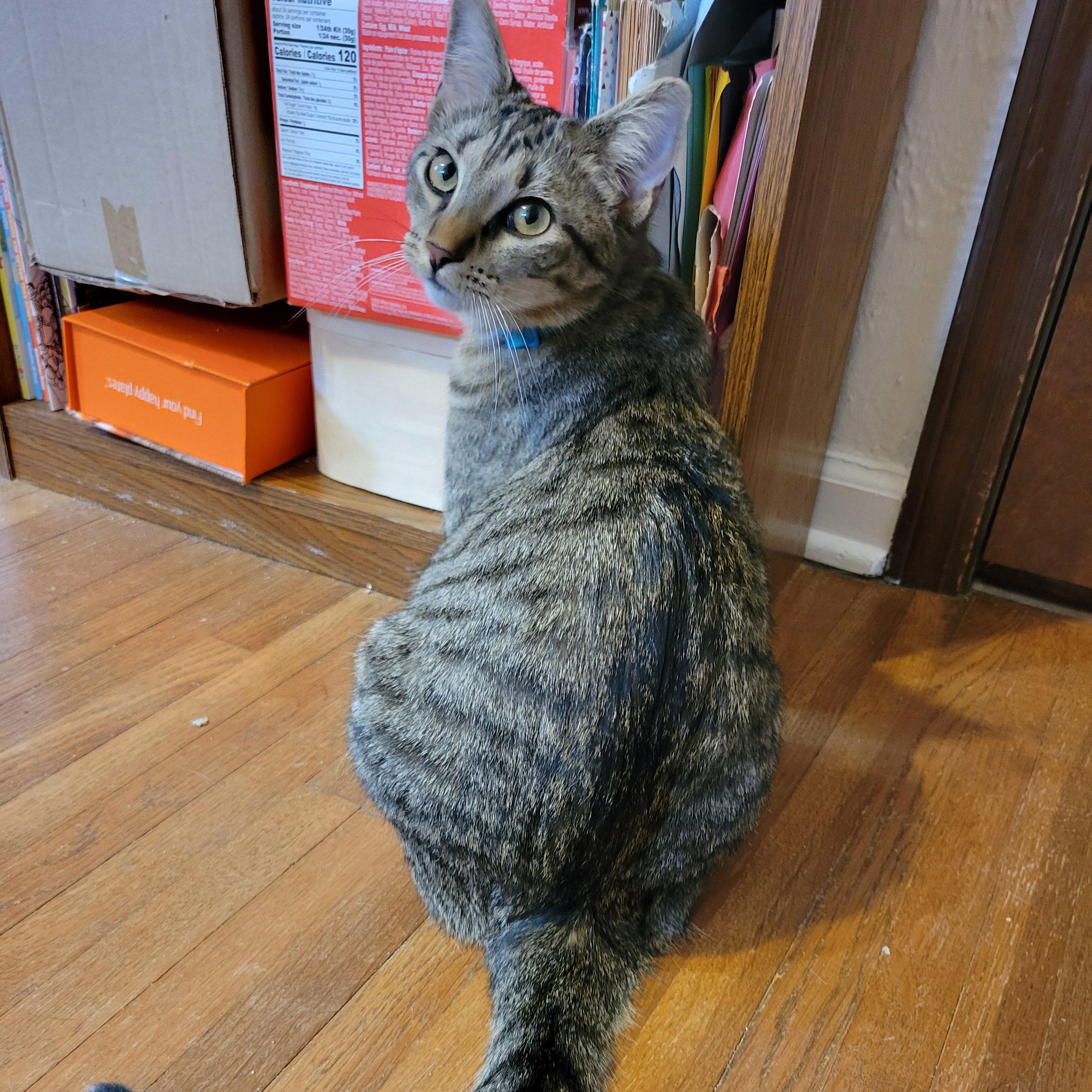 Enlarge Ponyo, a Adoptable Domestic Short Hair in Walbridge, OH image 2/6