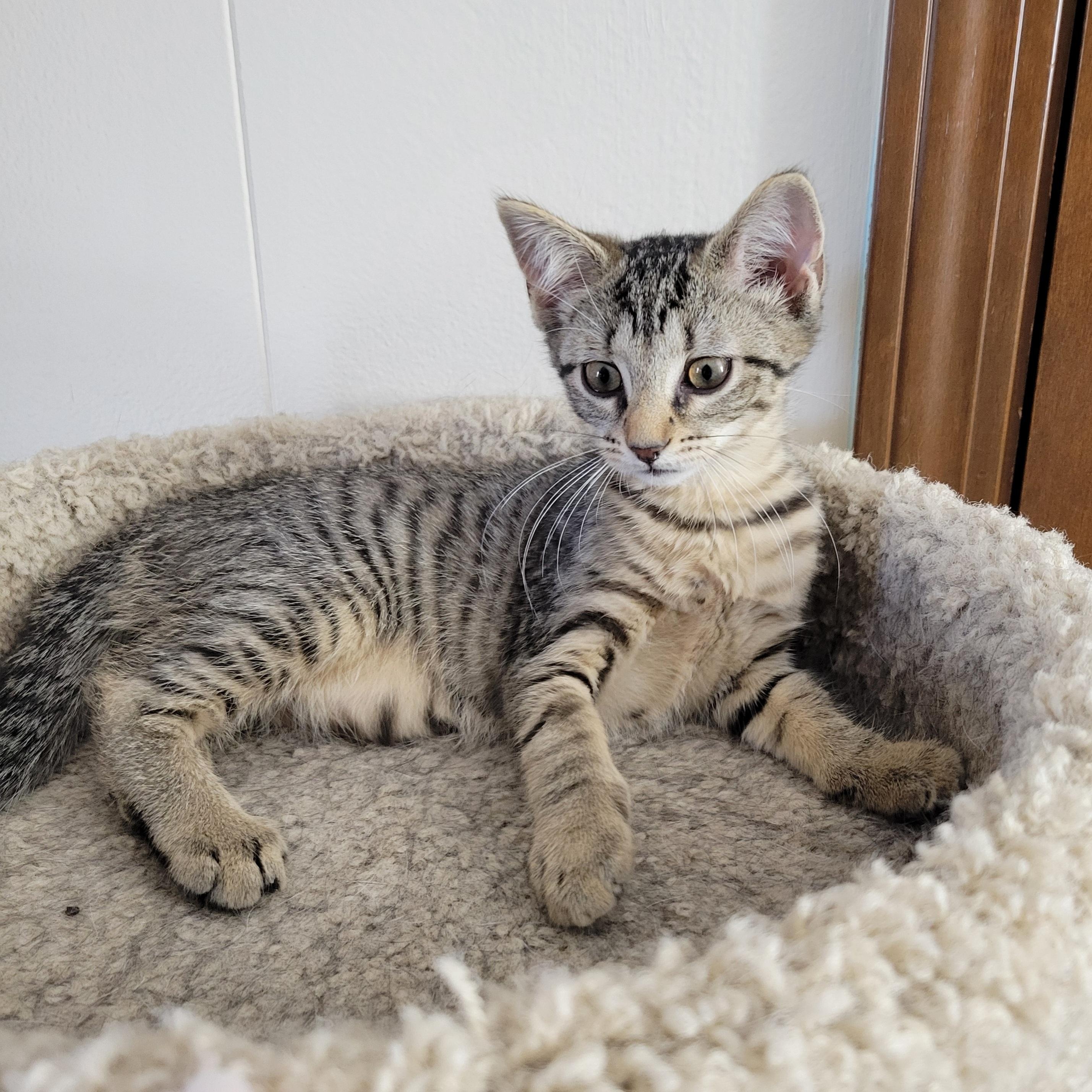 Ponyo, a Adoptable Domestic Short Hair in Walbridge, OH image 3/6